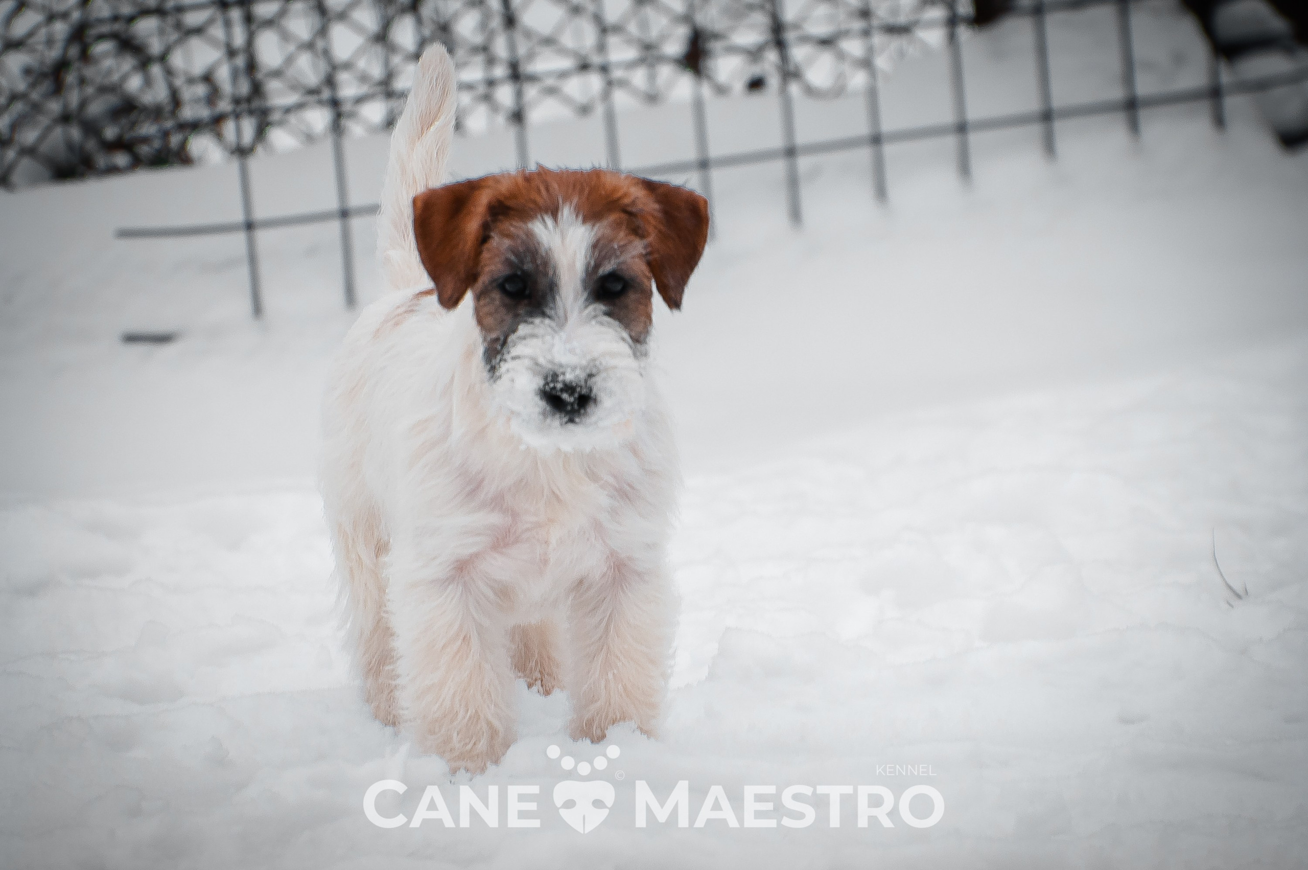 Щенок кобель ДРТ. КАНЕ МАЭСТРО — питомник Джек рассел терьеров