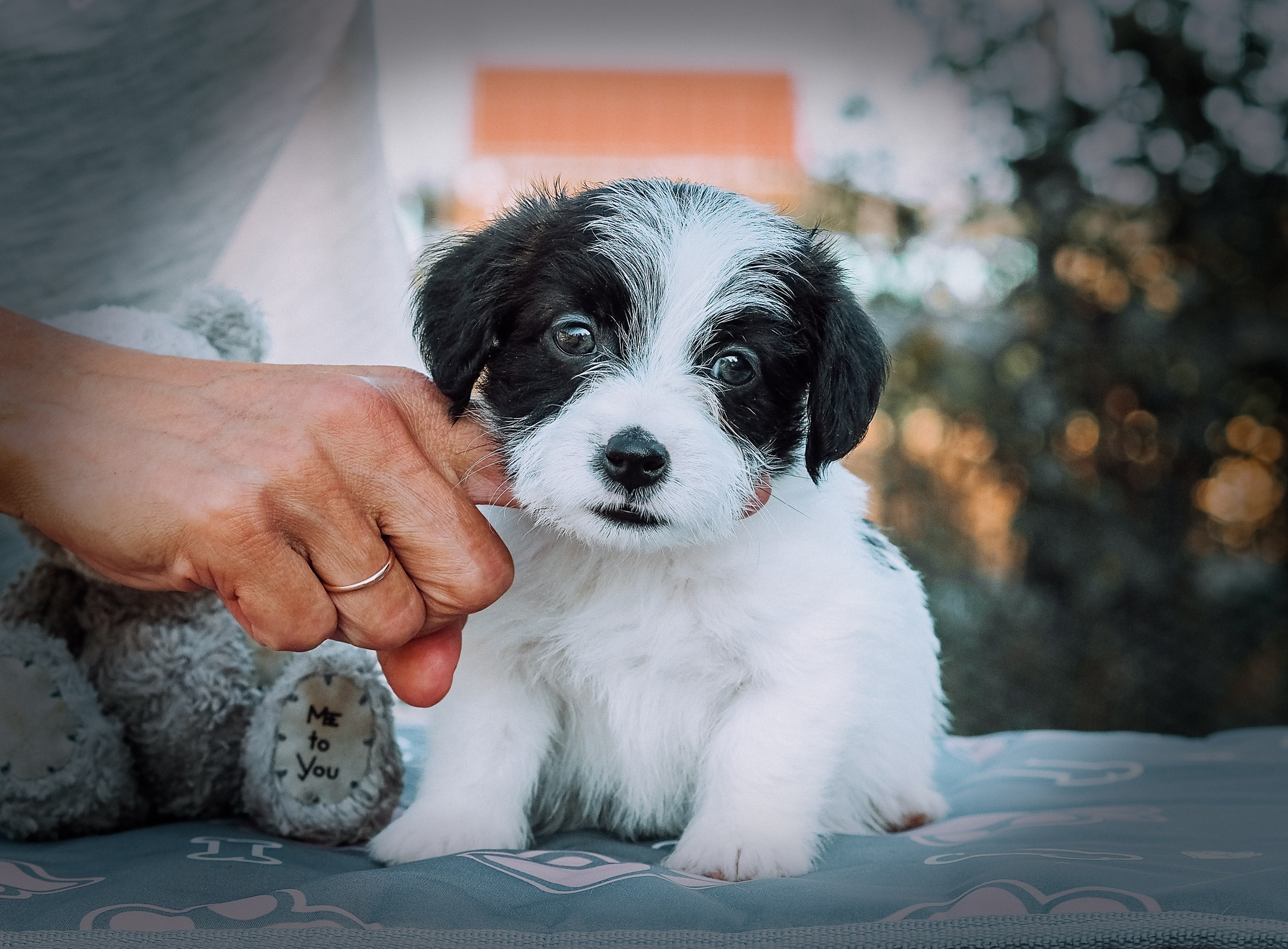 X_КОБЛ_4_БЕЛ_ЧЕРН. CANE MAESTRO — kennel Jack Russell Terrier