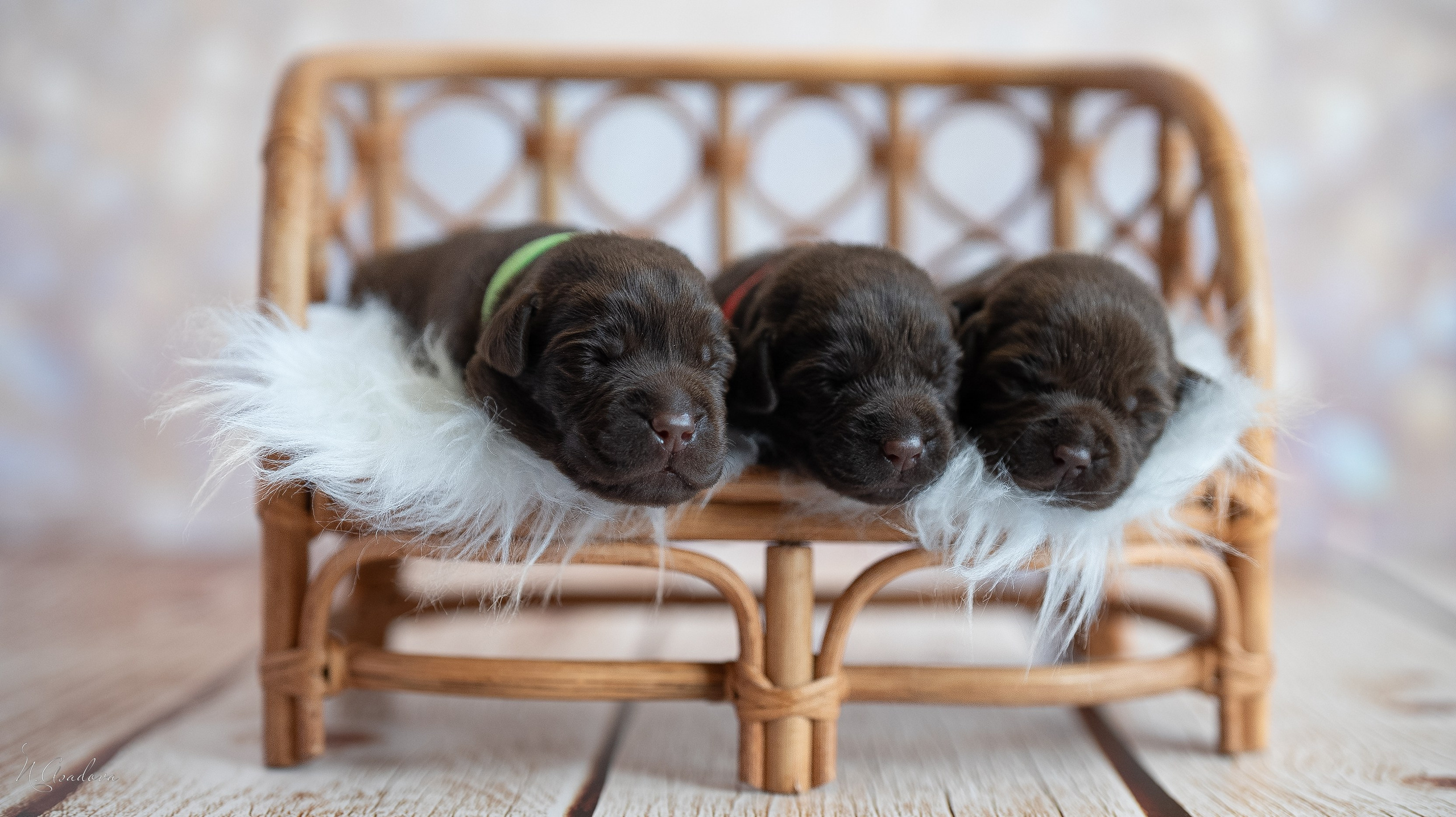 новорожденный лабрадор