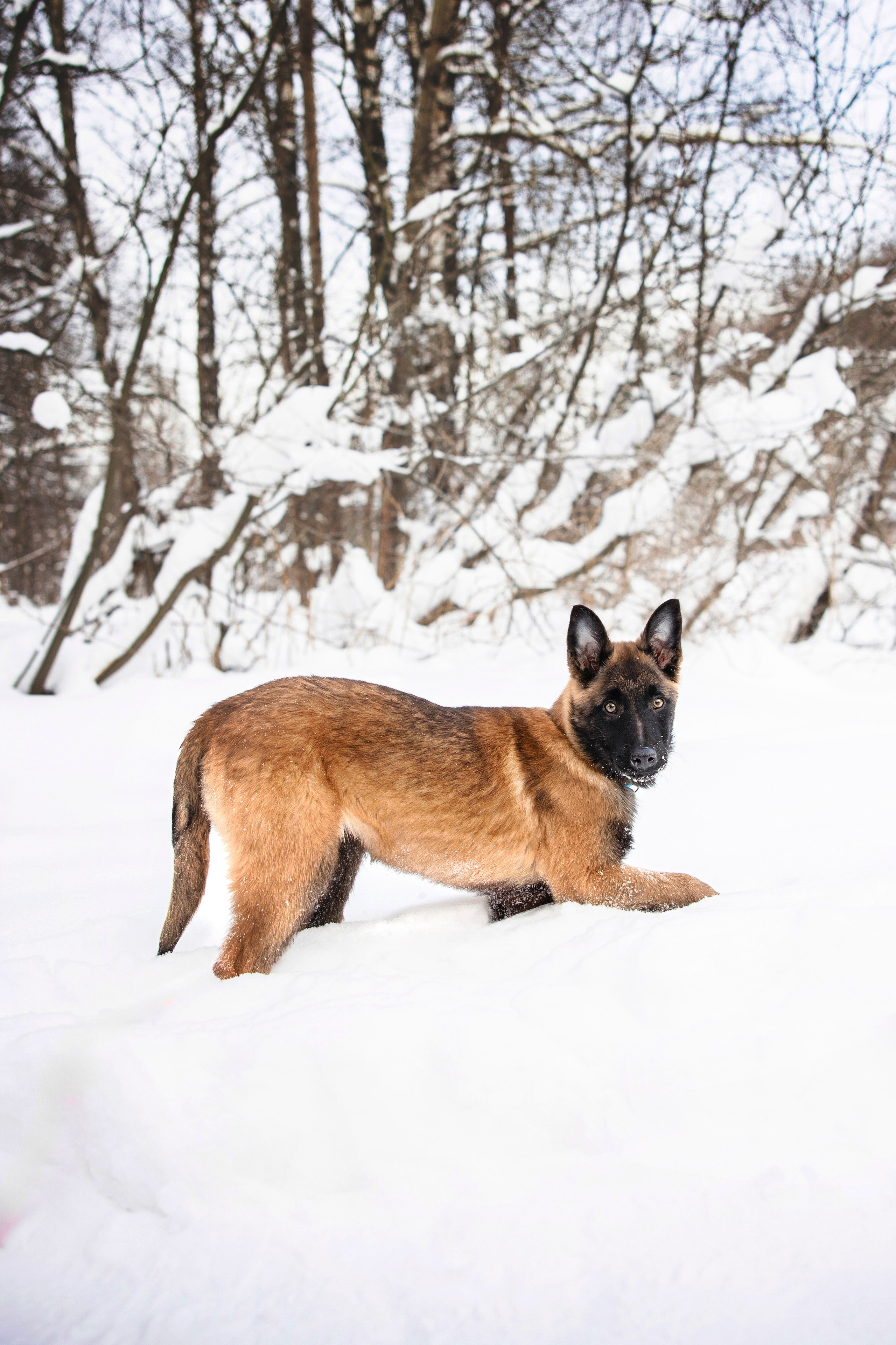Бэлла и Панда. Анастасия Белаш
