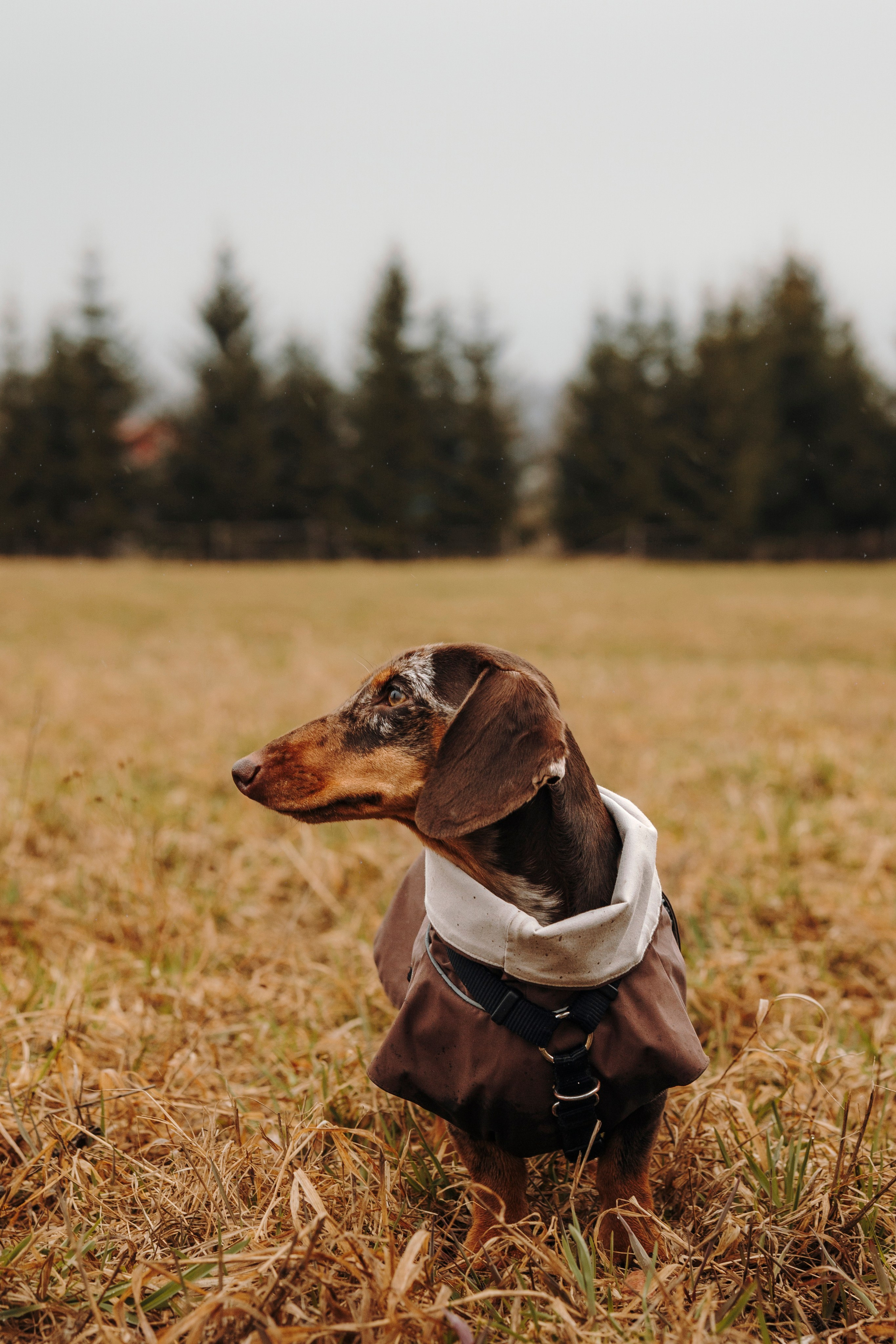 Смена в «DogCamp». Анастасия Белаш