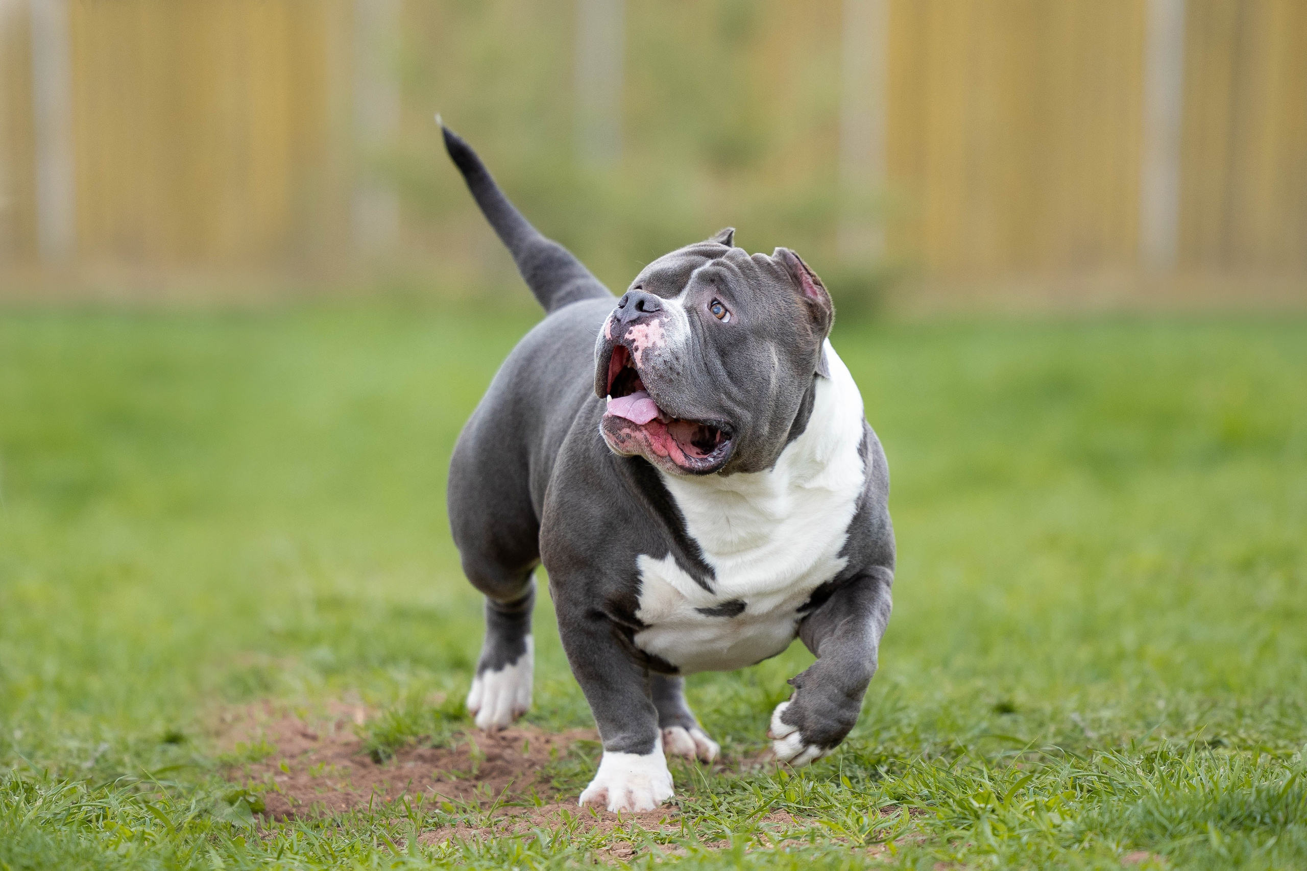 Щенки булли. Фотограф Анималист в Перми Анастасия Остерман