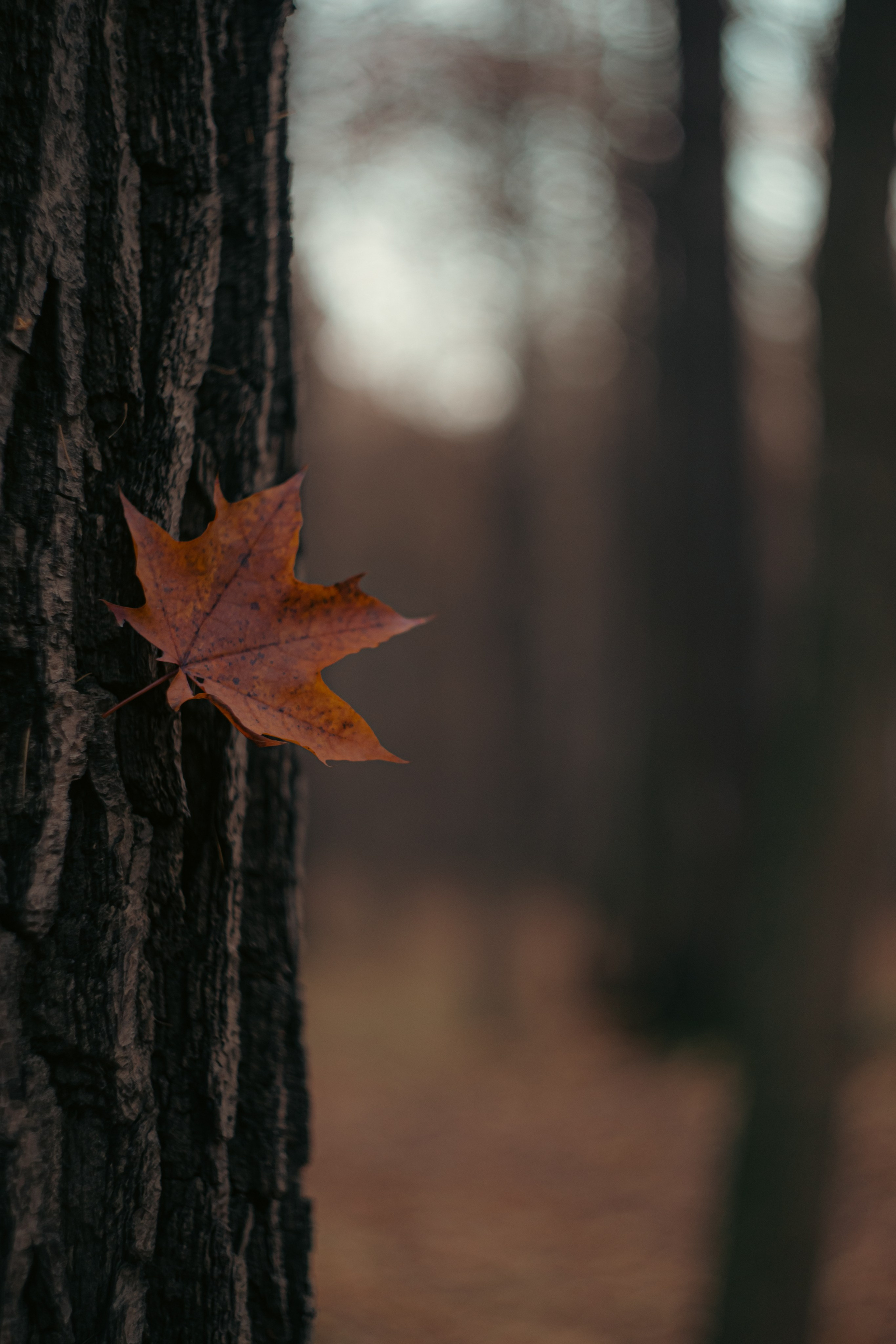 Ноябрь 2023. Efremovaphoto.ru