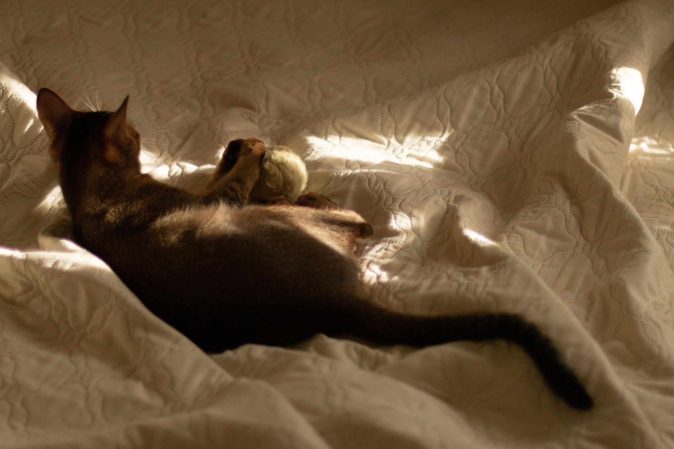 Мой котик. Фотограф в Сочи