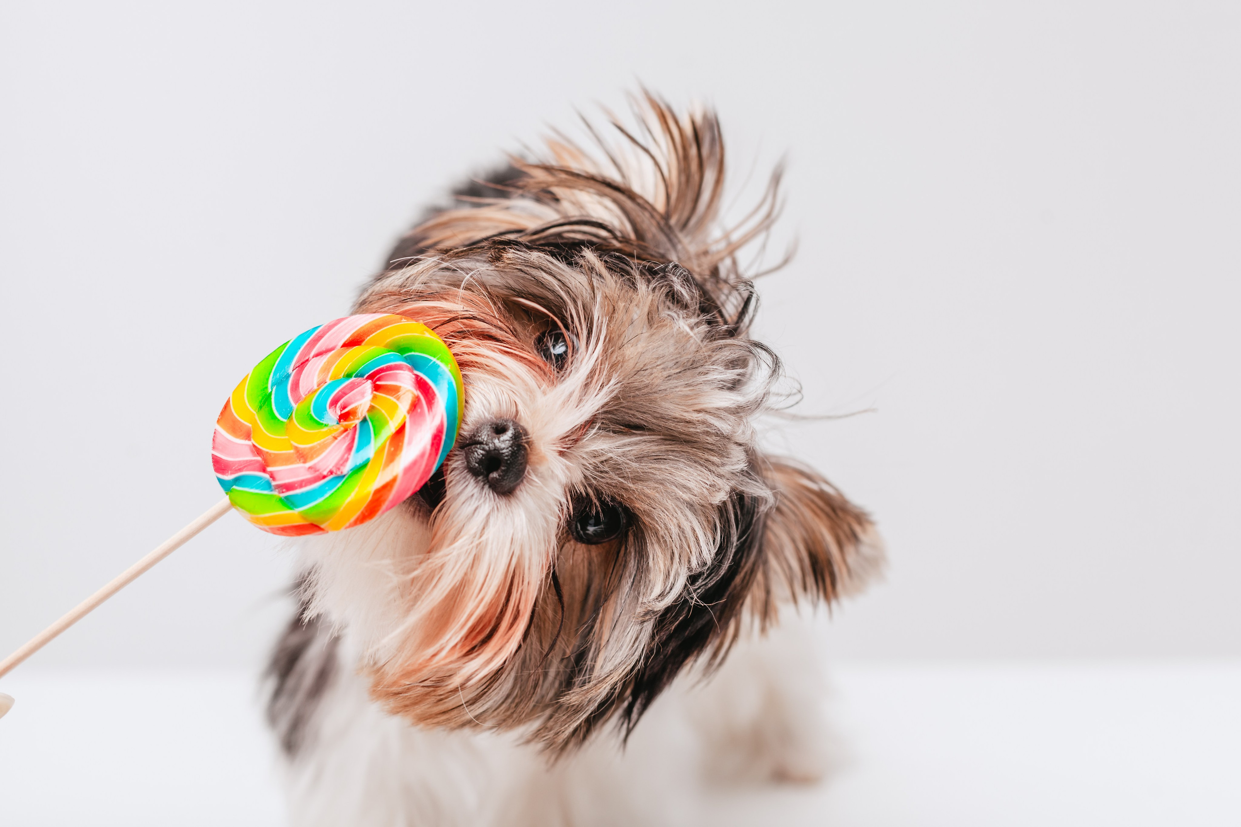 Фотограф-анималист Татьяна Степанова