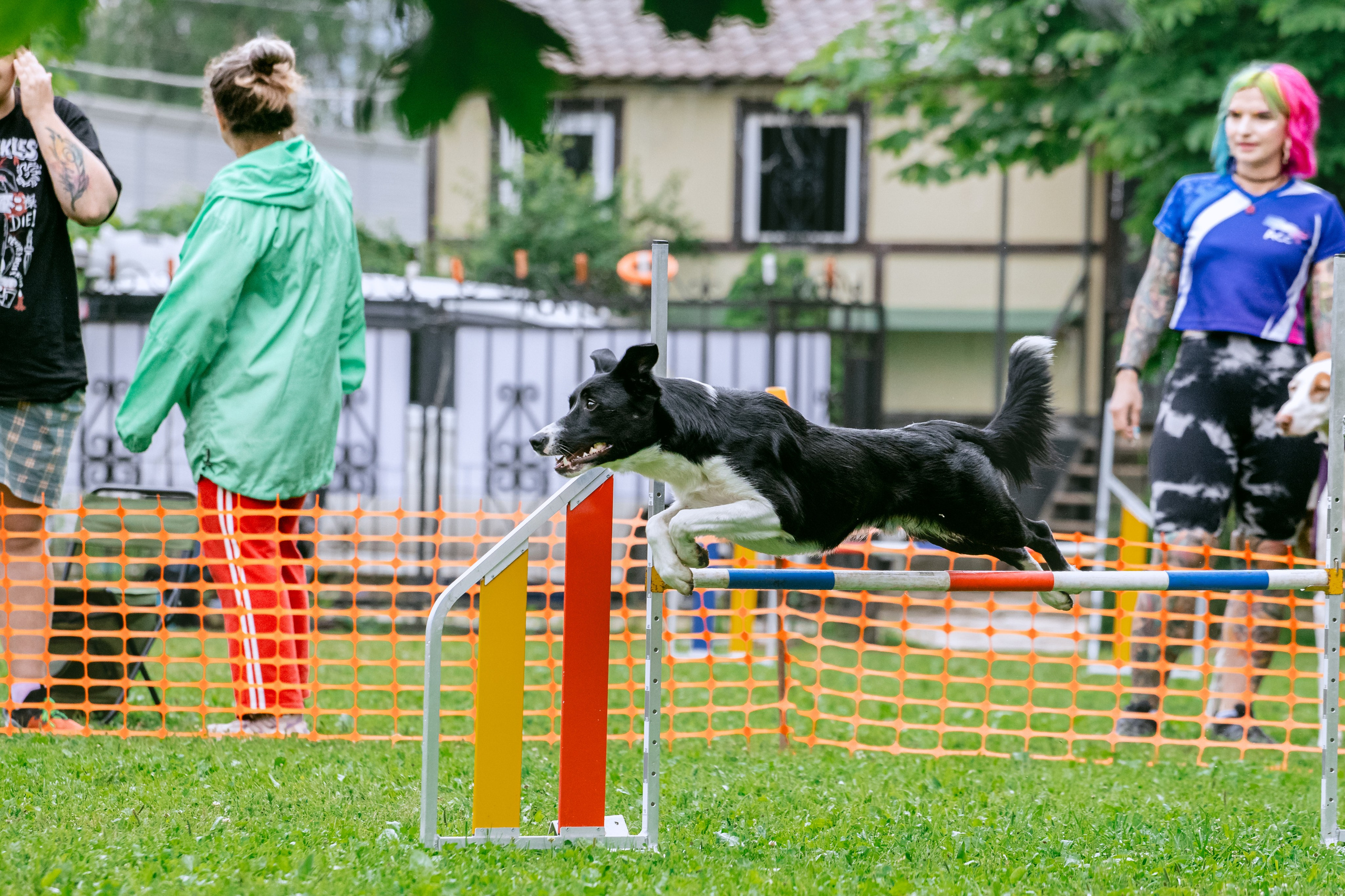 Соревнования по аджилити Долгопрудный 30.06.2025. Фотограф-анималист Татьяна Степанова