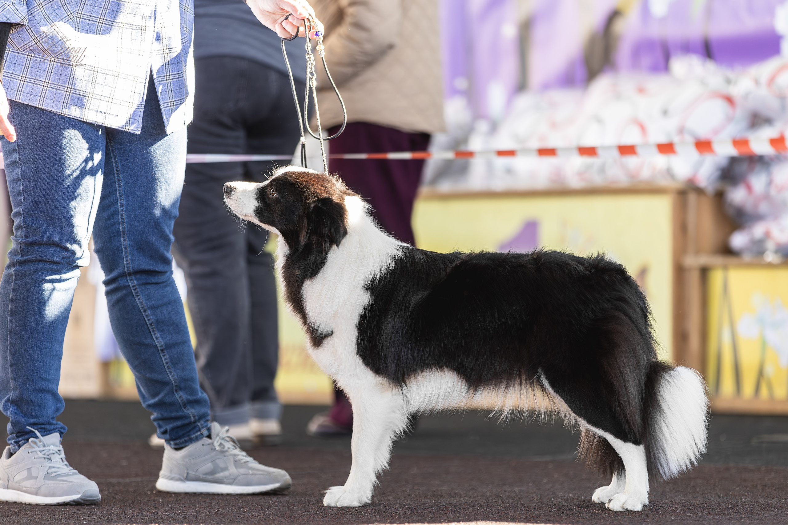Выставка 25.02.2024. Ирина Голомб|Фотограф-анималист в  Сочи и Калининграде