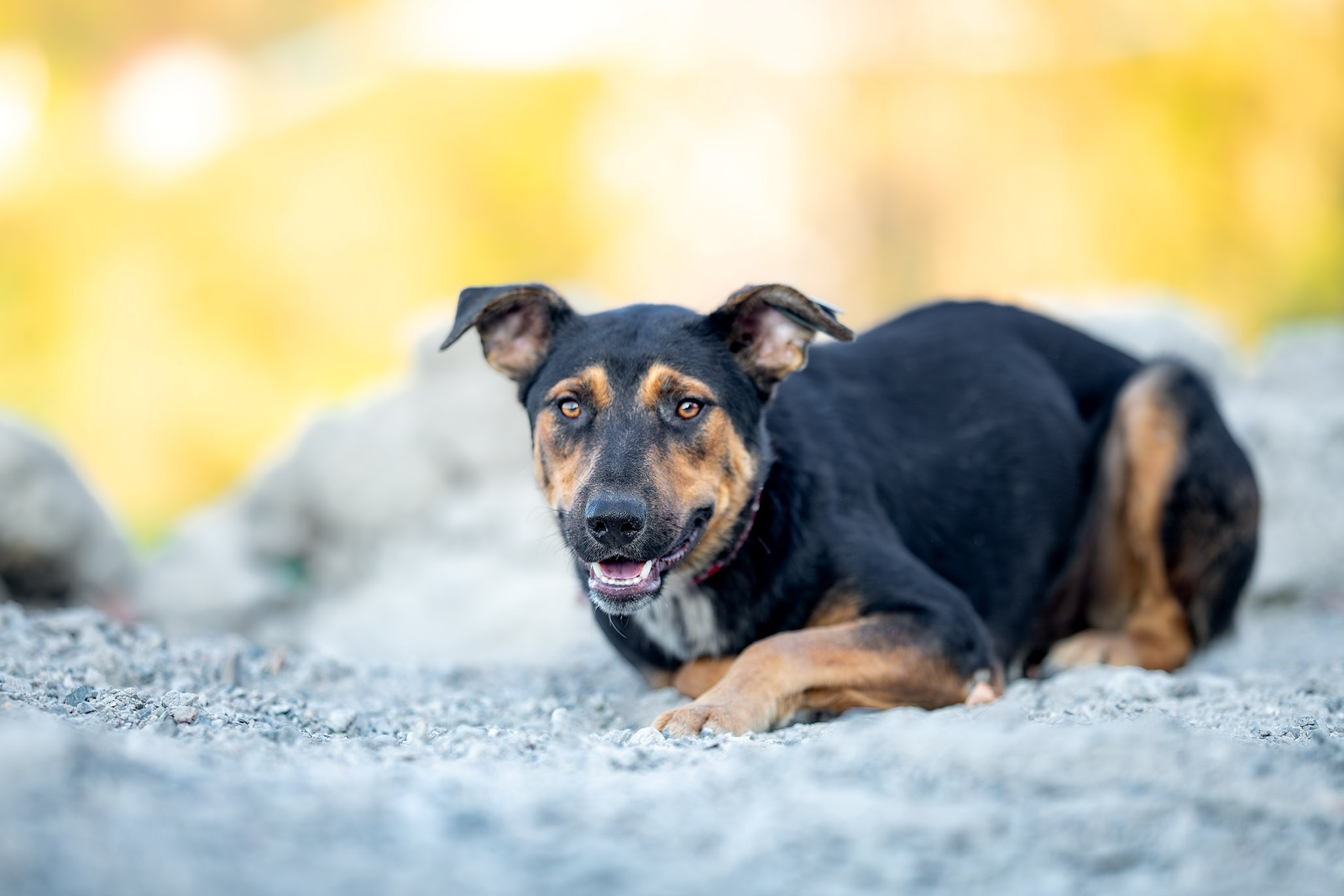 Кураторские питомцы с Пластунки. Ирина Голомб|Фотограф-анималист в  Сочи и Калининграде