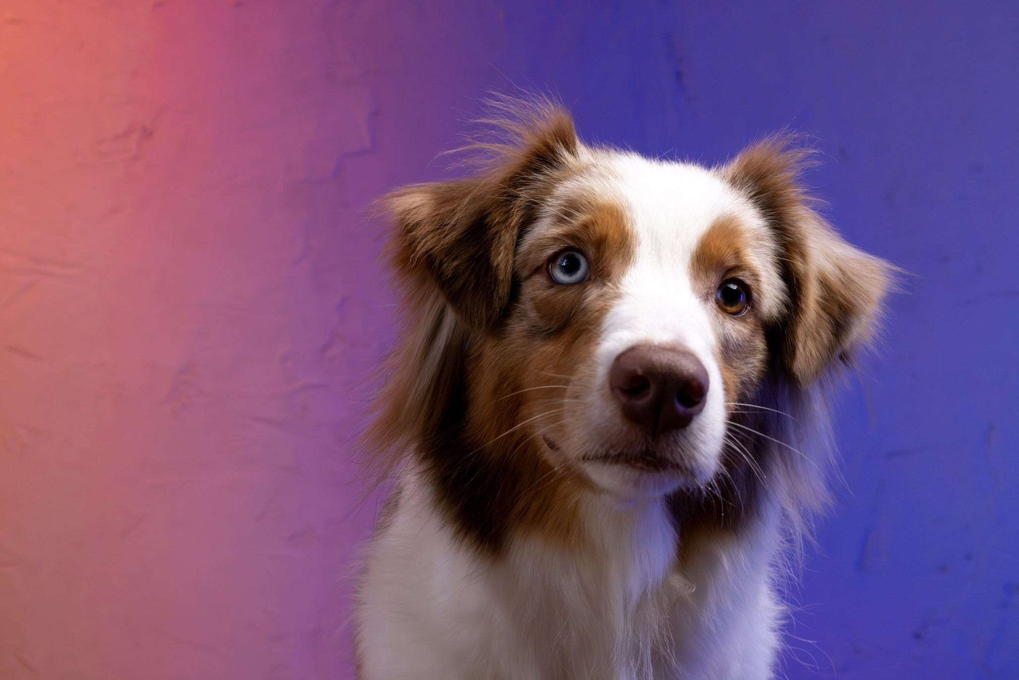 Полли, Австралийская Овчарка. Ирина Голомб|Фотограф-анималист в  Сочи и Калининграде