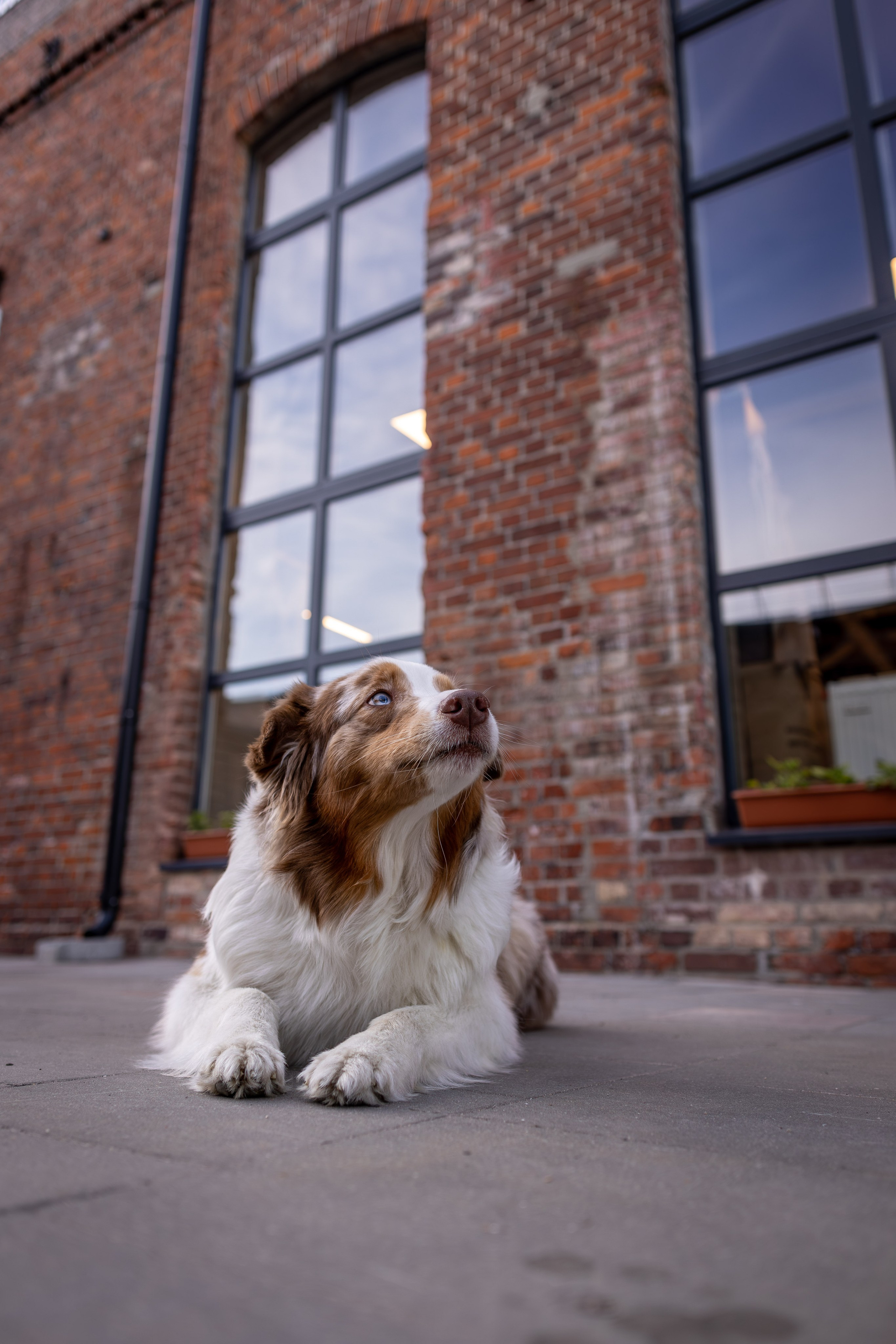 Полли, Австралийская Овчарка. Ирина Голомб|Фотограф-анималист в  Сочи и Калининграде