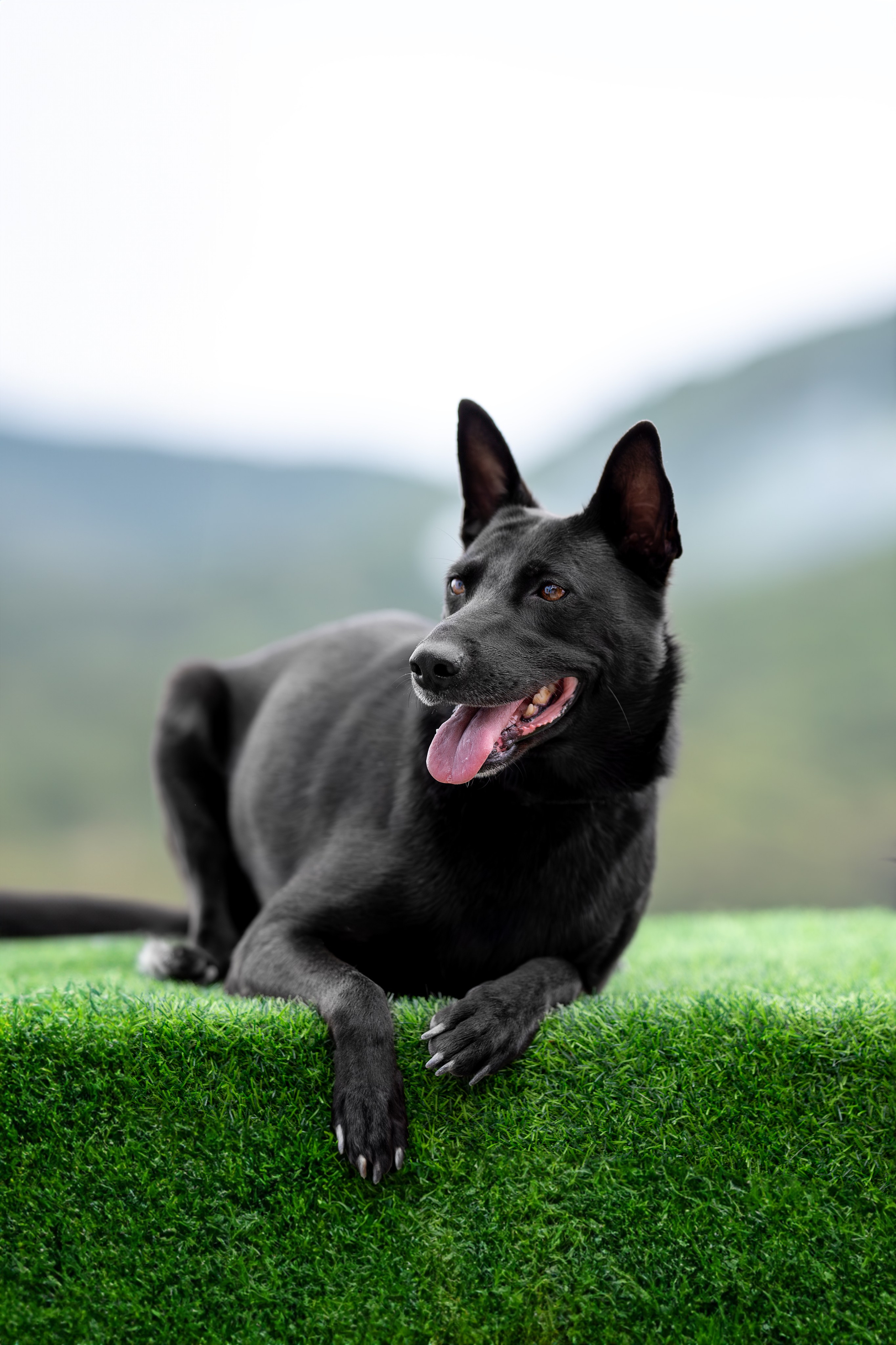 Мини-приют «Возрождение». Ирина Голомб|Фотограф-анималист в  Сочи и Калининграде