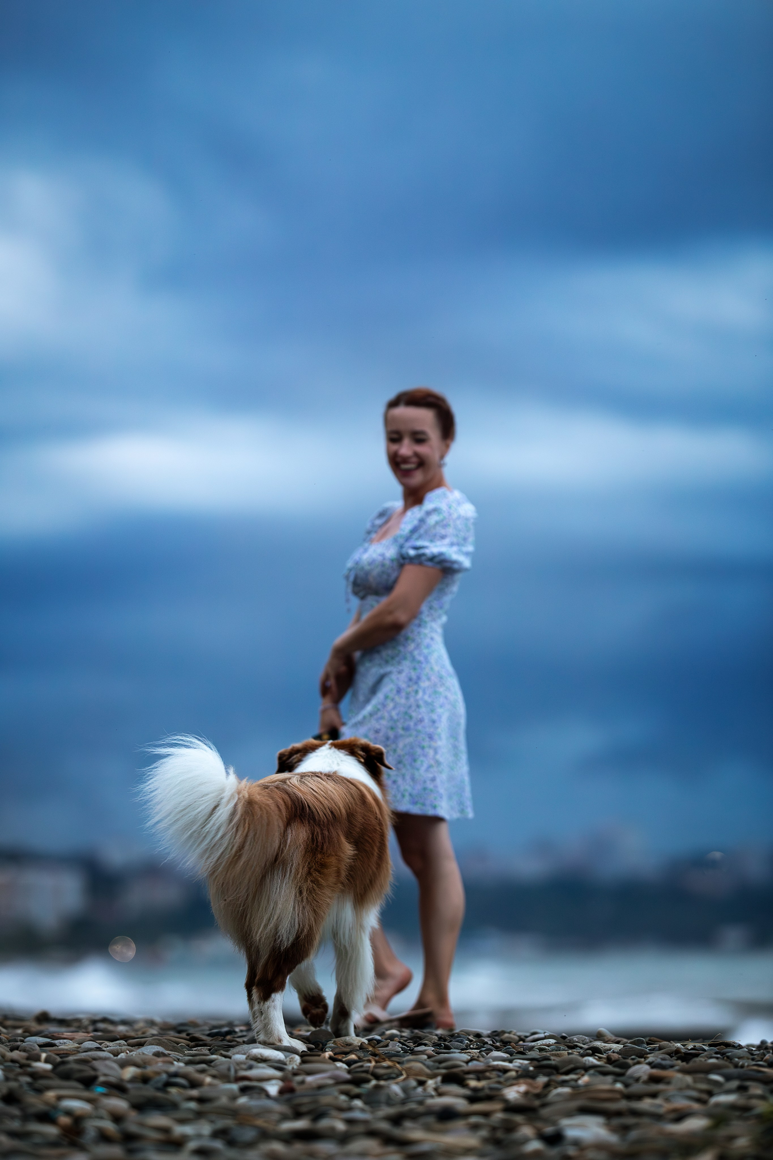 Нолан, Бордер-колли. Ирина Голомб|Фотограф-анималист в  Сочи и Калининграде