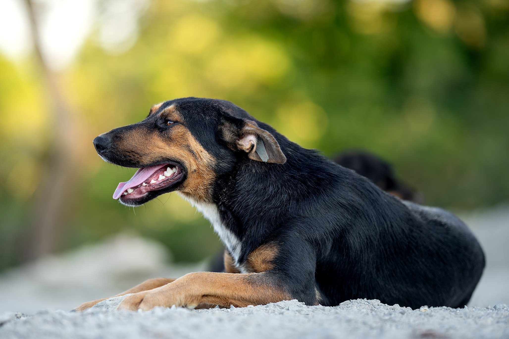 Кураторские питомцы с Пластунки. Ирина Голомб|Фотограф-анималист в  Сочи и Калининграде