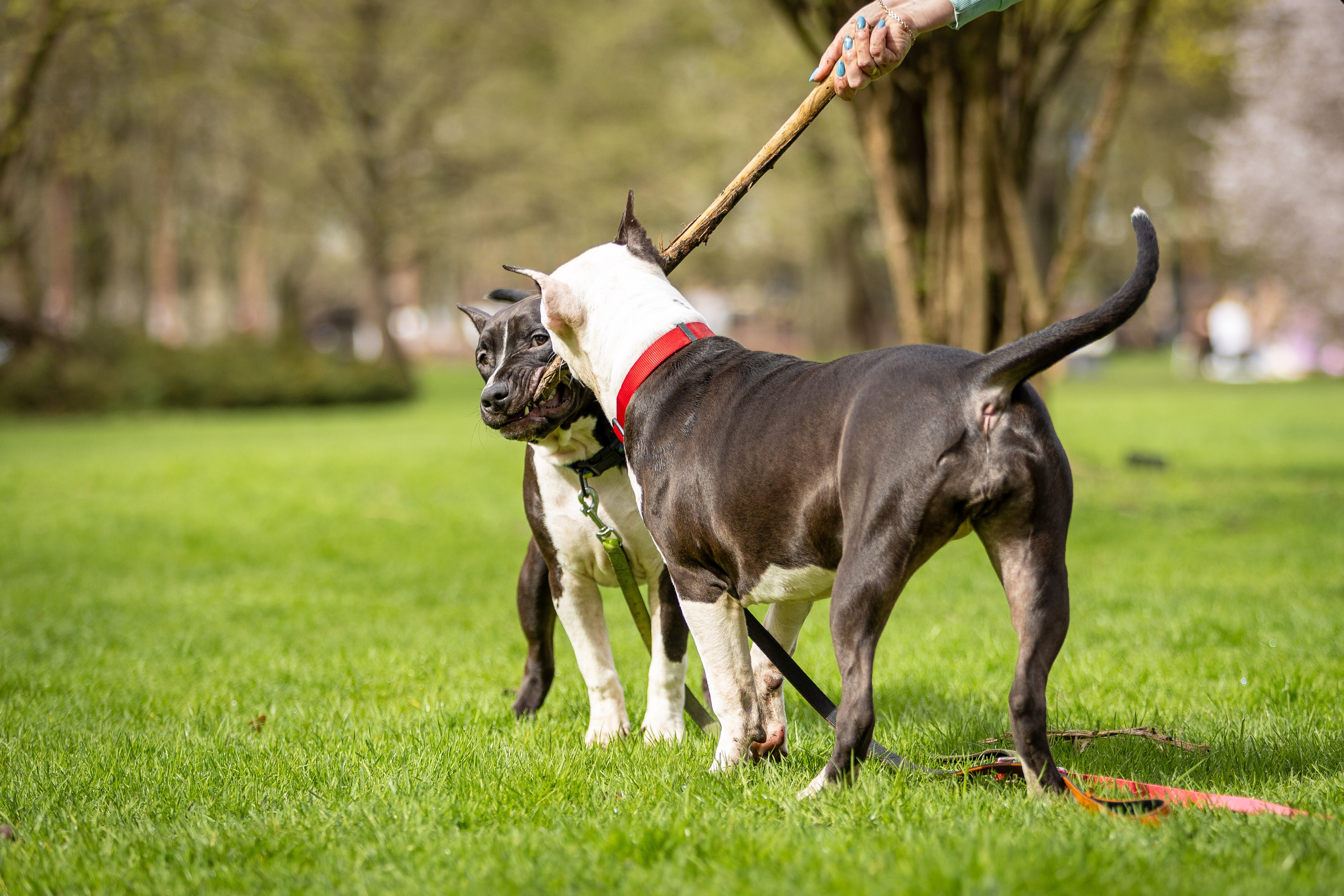 Афина и Мора, Стаффорды. Ирина Голомб|Фотограф-анималист в  Сочи и Калининграде
