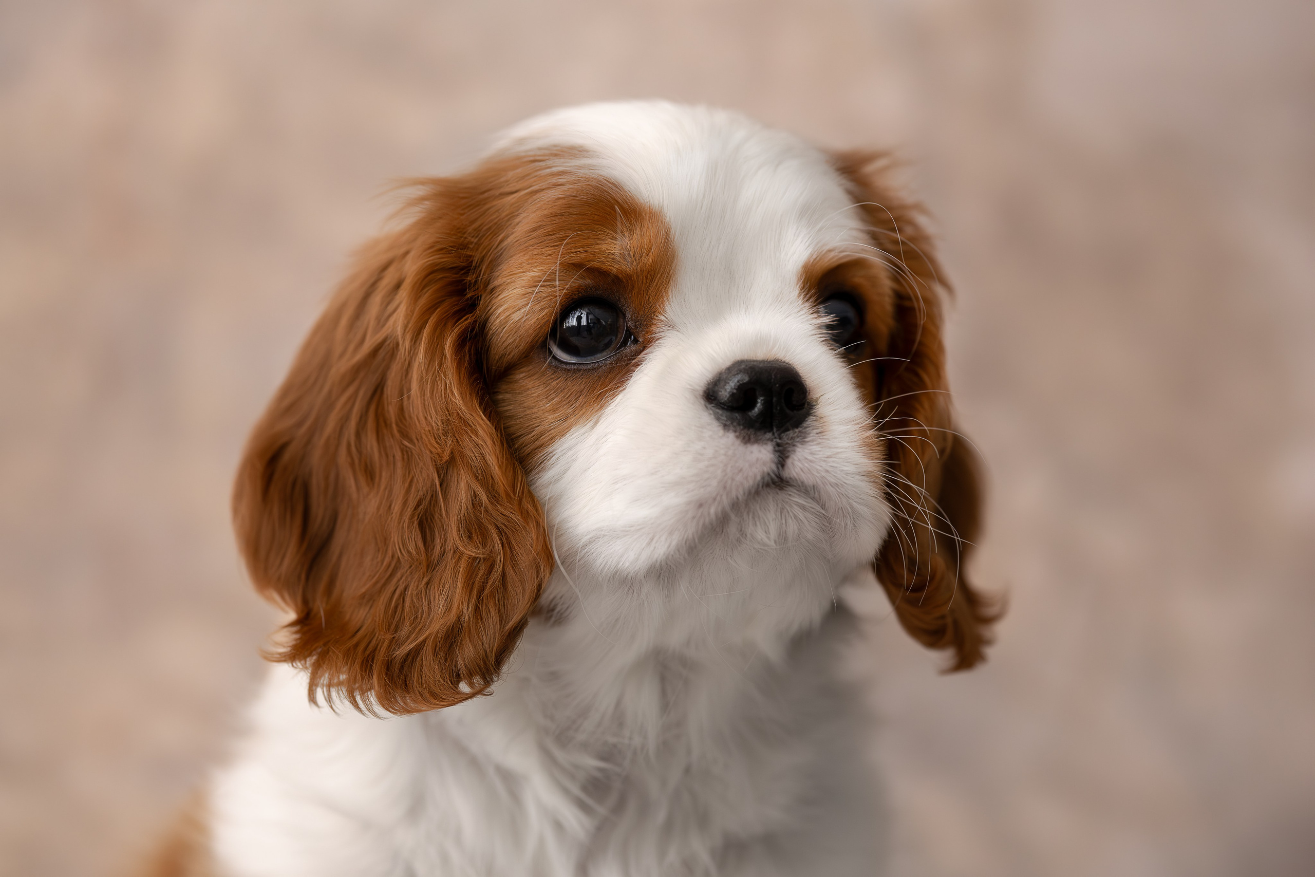 Детки кавалерчики. Ирина Голомб|Фотограф-анималист в  Сочи и Калининграде