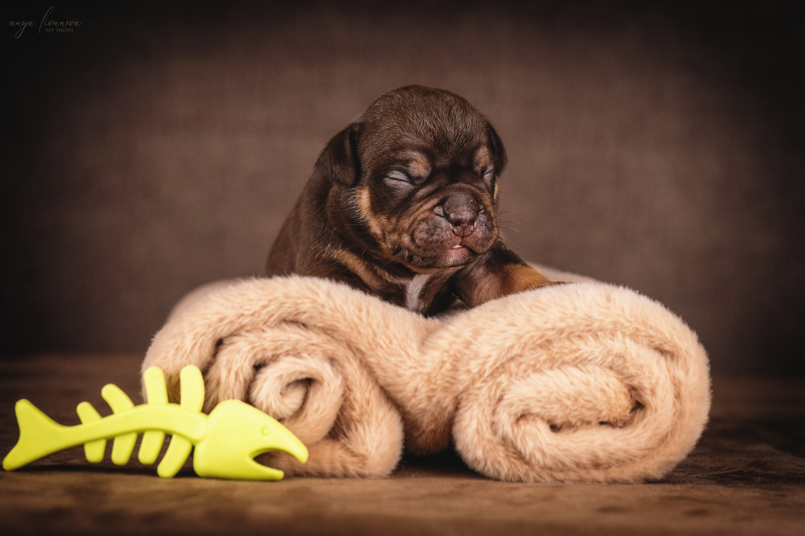 Амбулли. Фотограф анималист Аня Ливанова | Рыбинск