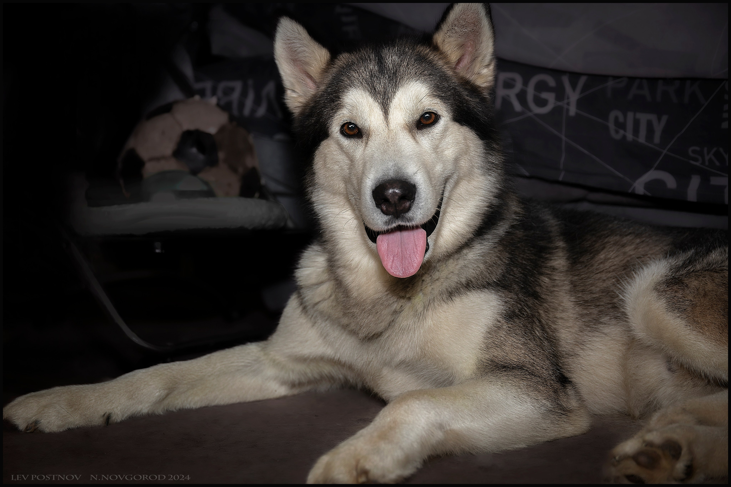 Мои маламуты.Ярик. Лев Постнов.Фотограф. Нижний Новгород
