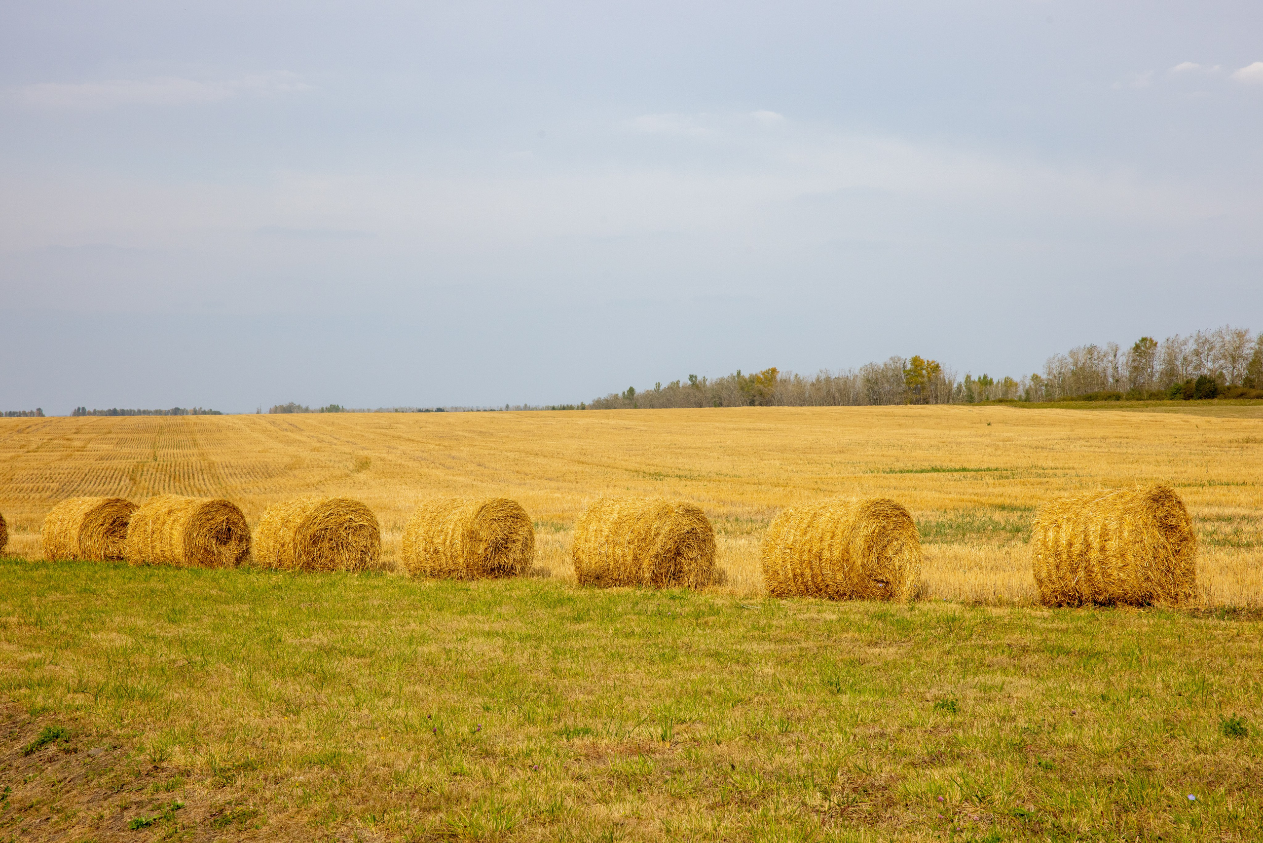 Куликово Поле. Фотограф в Туле Крупский АнДРей. Фотостудия «КАДР71» в Туле
