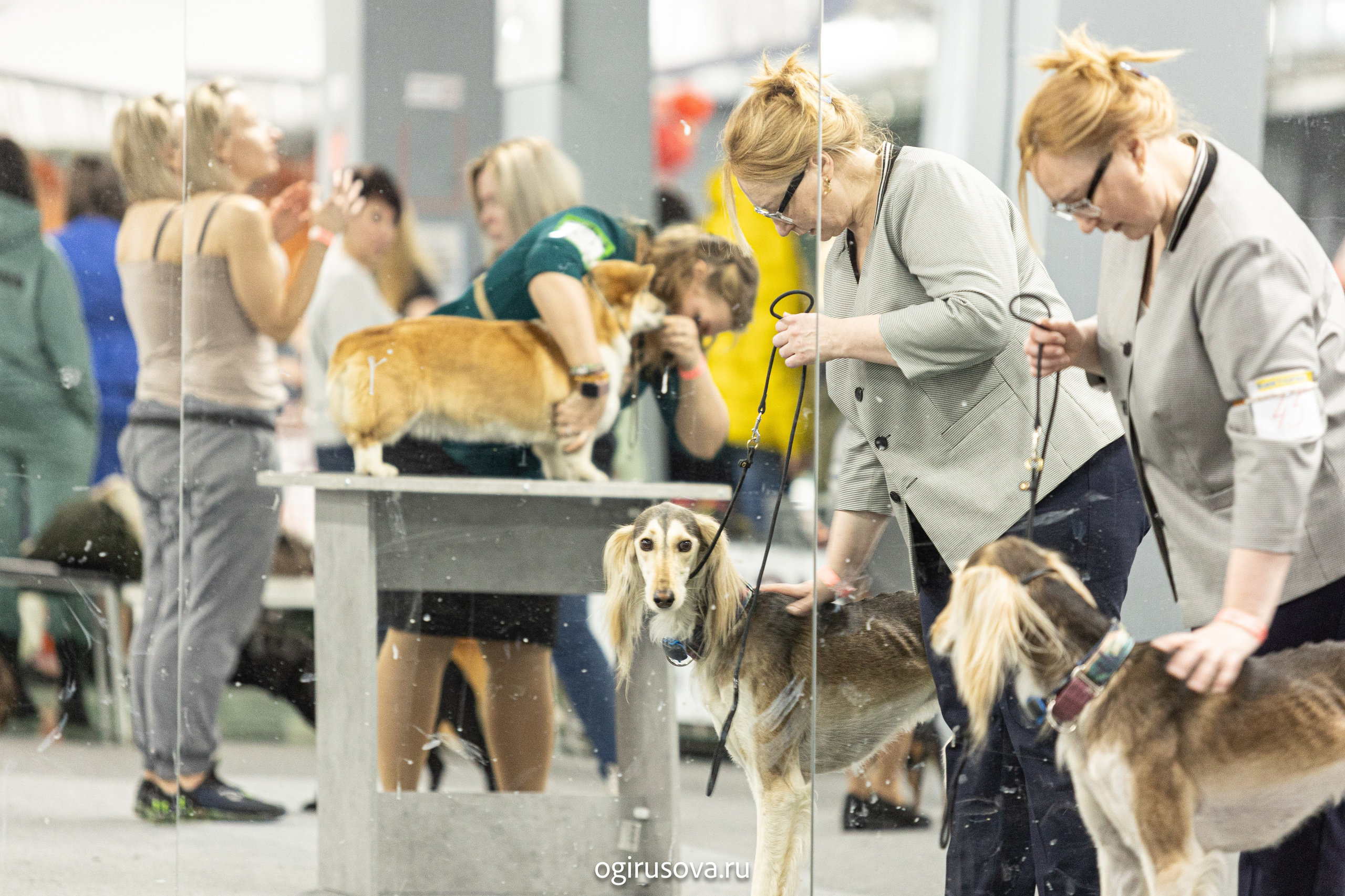 РОО КЛЖ «Олимп"+"Империя"+"Виктория».Выставка собак. Фотограф Ольга Гирусова «Пантерочка» Москва