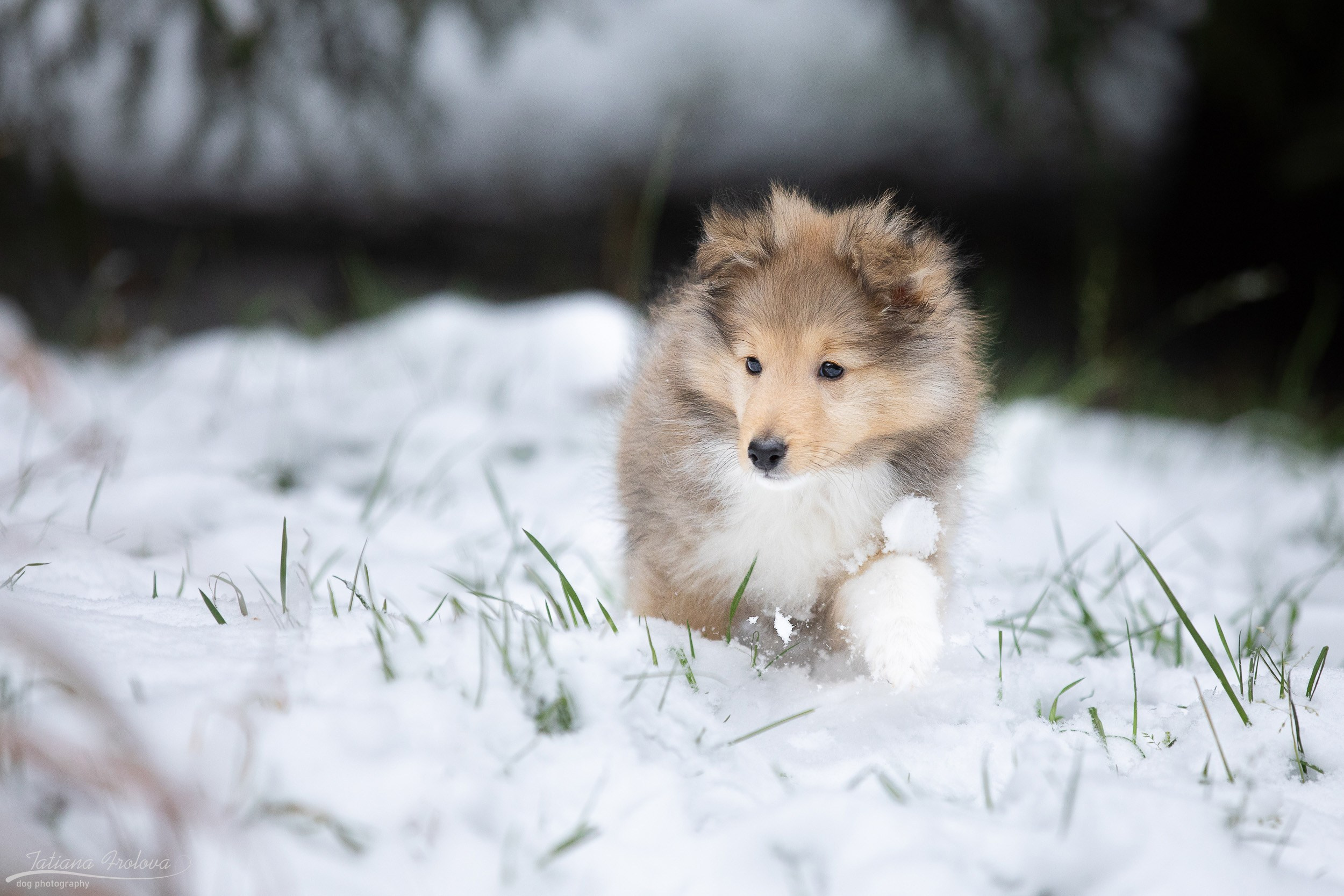 Фото для щенка перед отъездом к владельцу. Фотограф-анималист в Москве и Московской области Татьяна Фролова