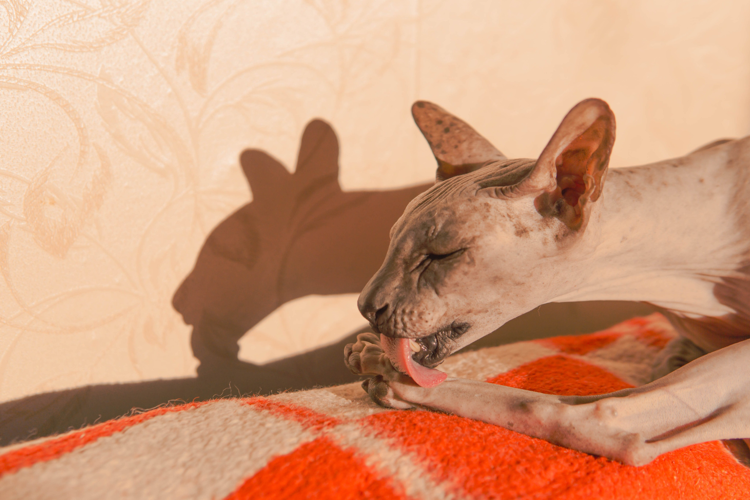 Бандит. Фотограф-анималист Ксения Воробьева, Москва