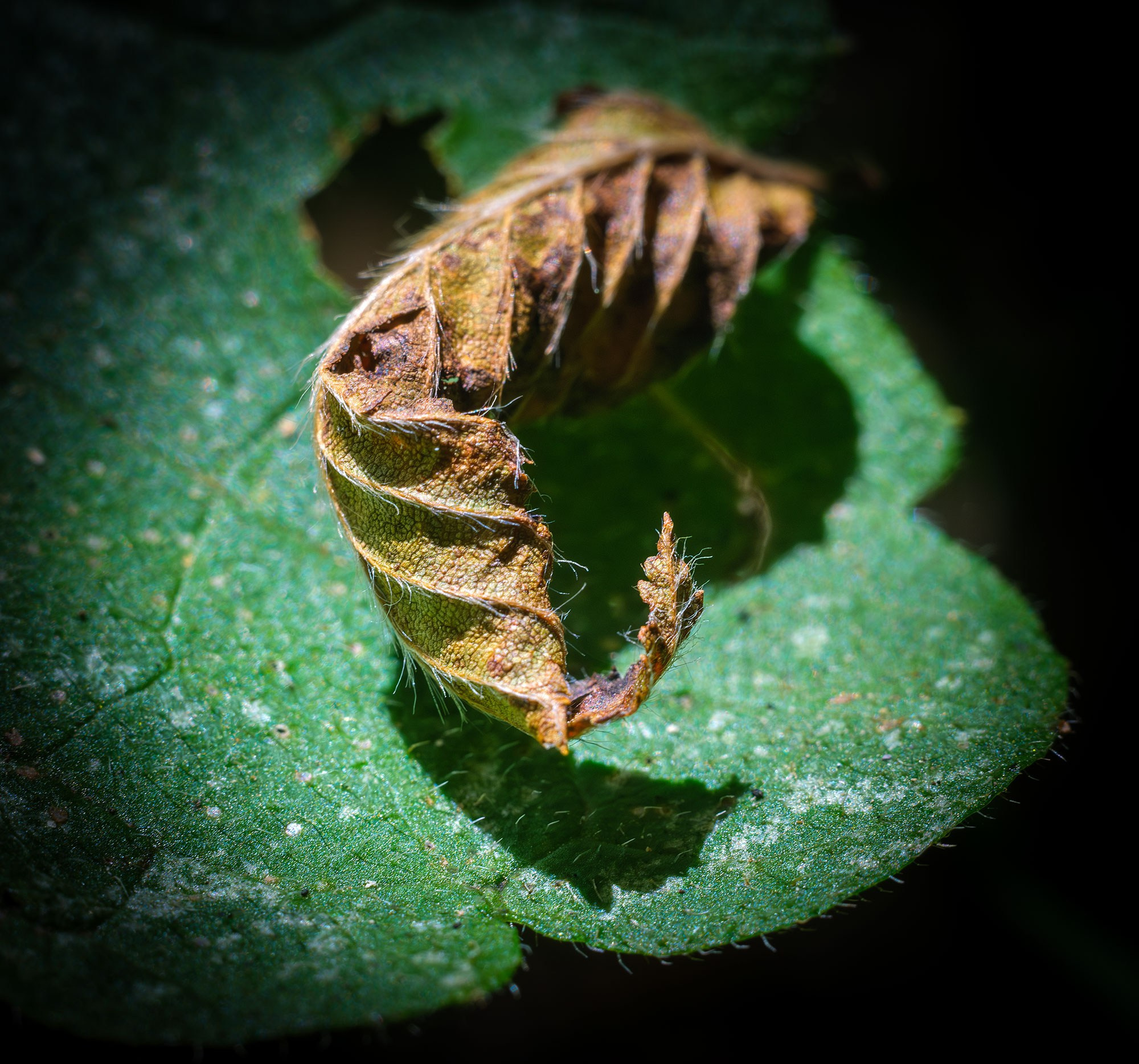 Макросъемка насекомых