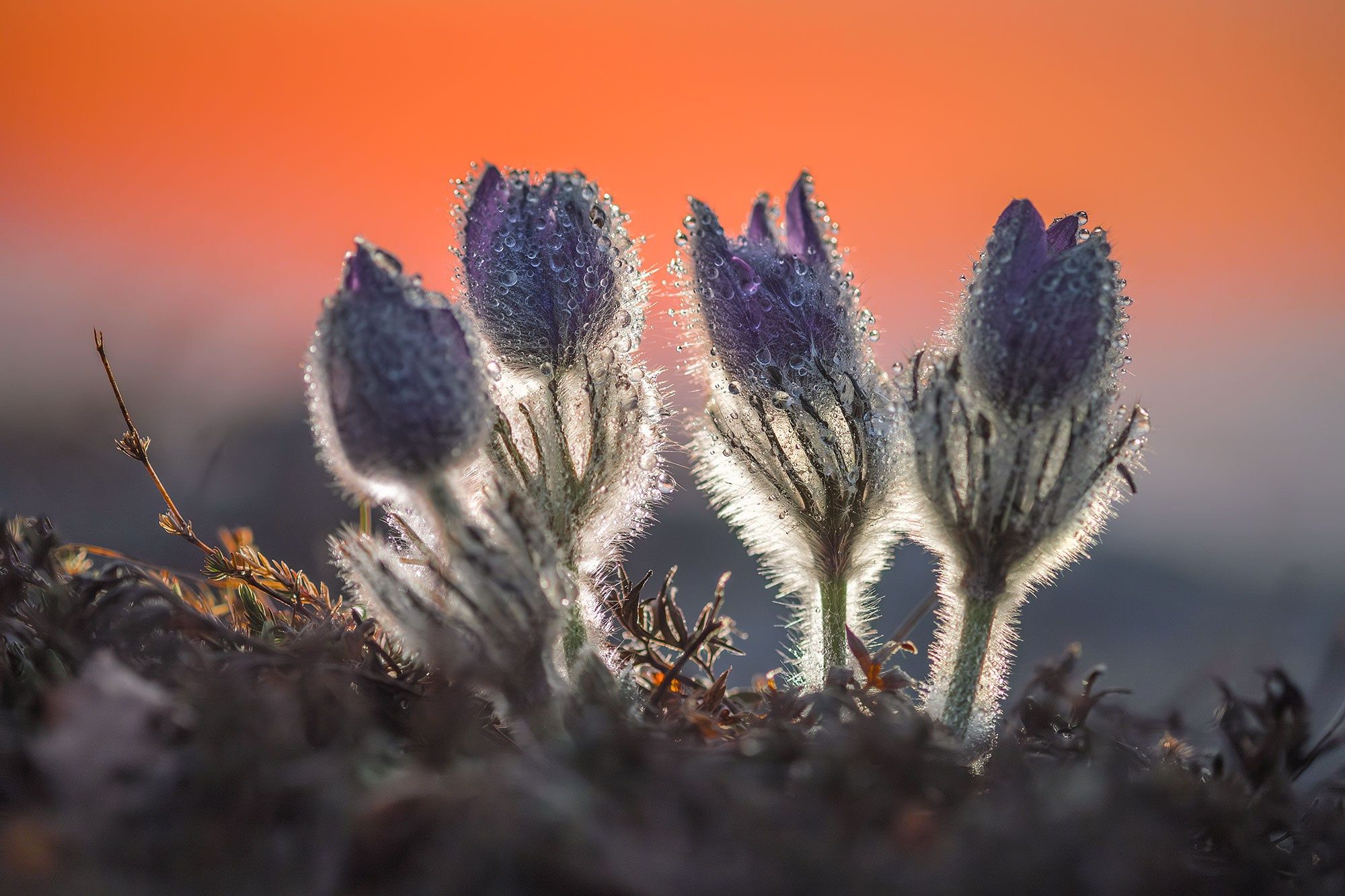 Весенний Крым 2026