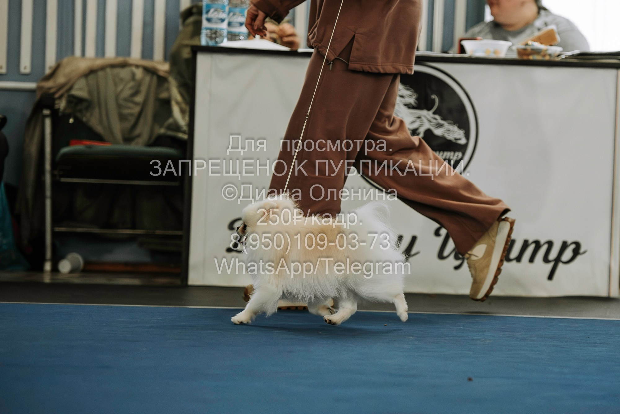 Выставка собак Красноярск 29.10.2023. Фотограф Диана Оленина Красноярск / Братск