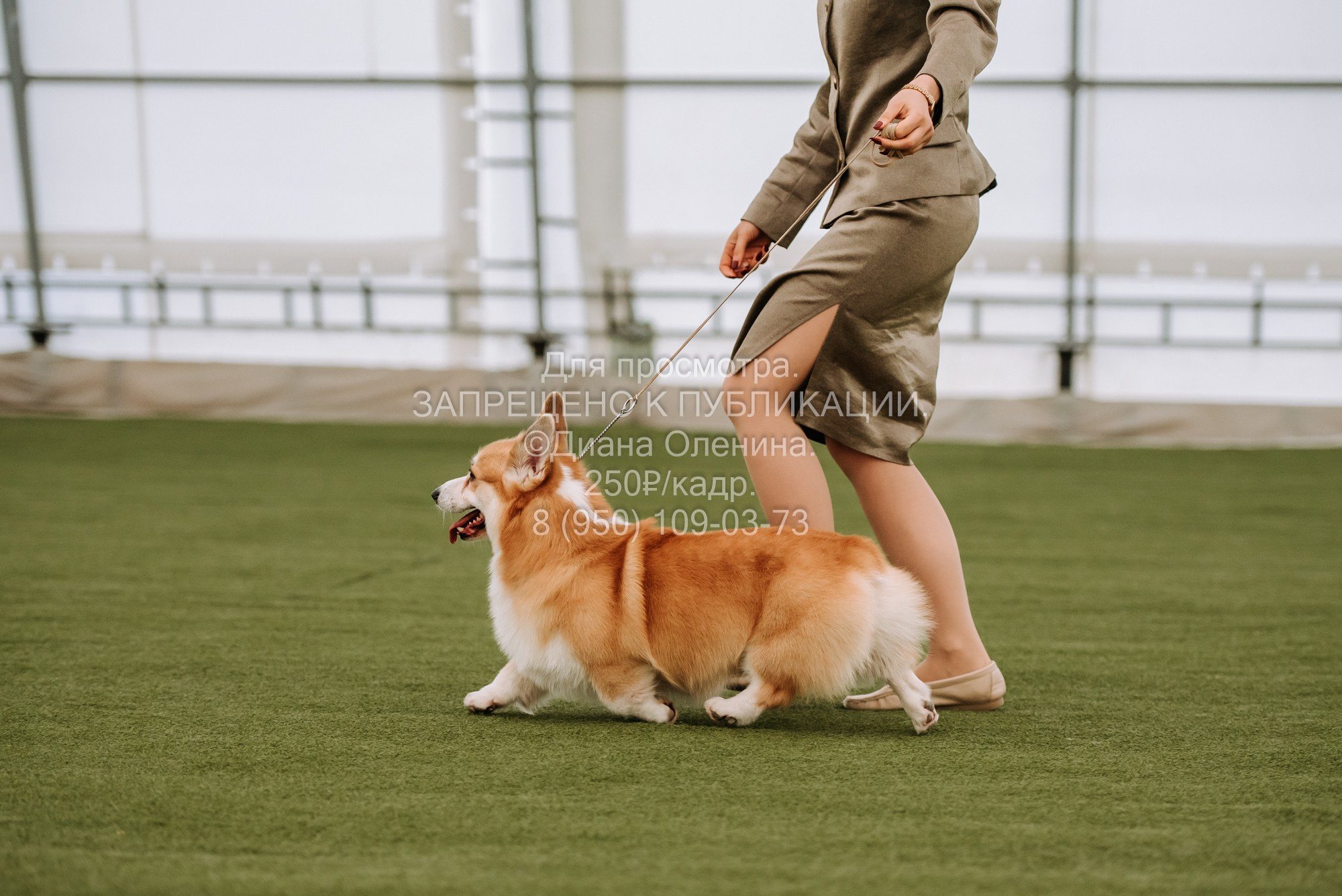Выставка собак Красноярск 2.06. Фотограф Диана Оленина Красноярск / Братск