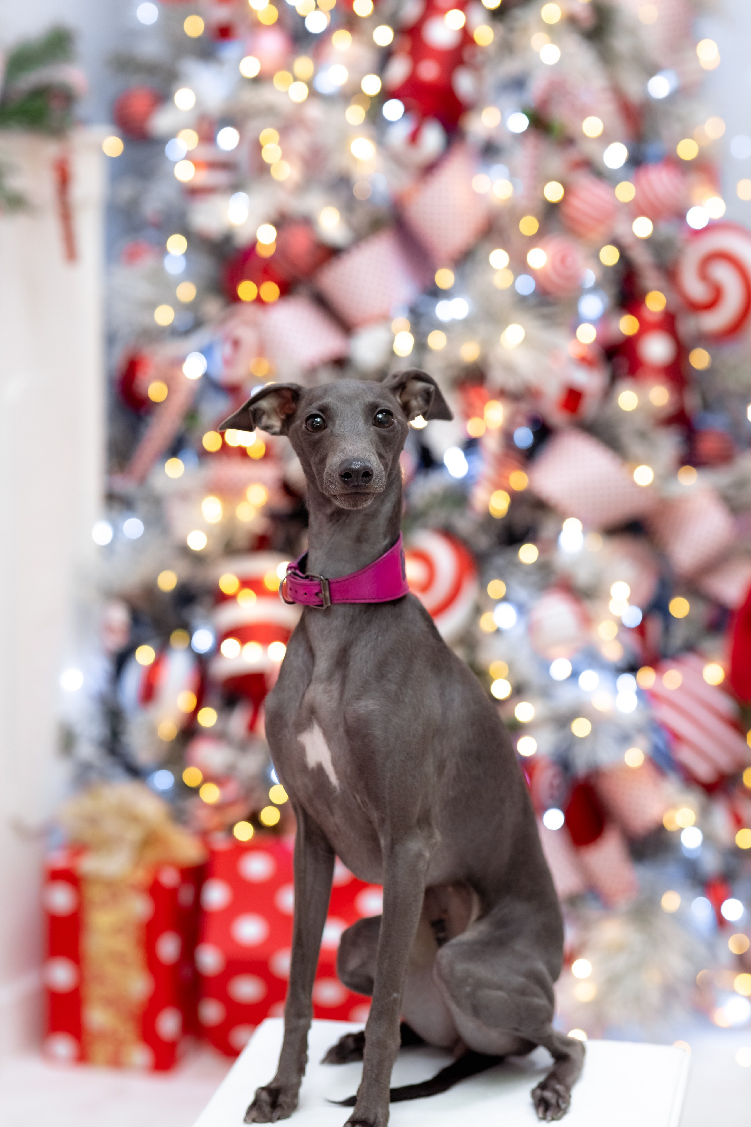 НОВОГОДНЯЯ ФОТОСЕССИЯ С ПИТОМЦАМИ