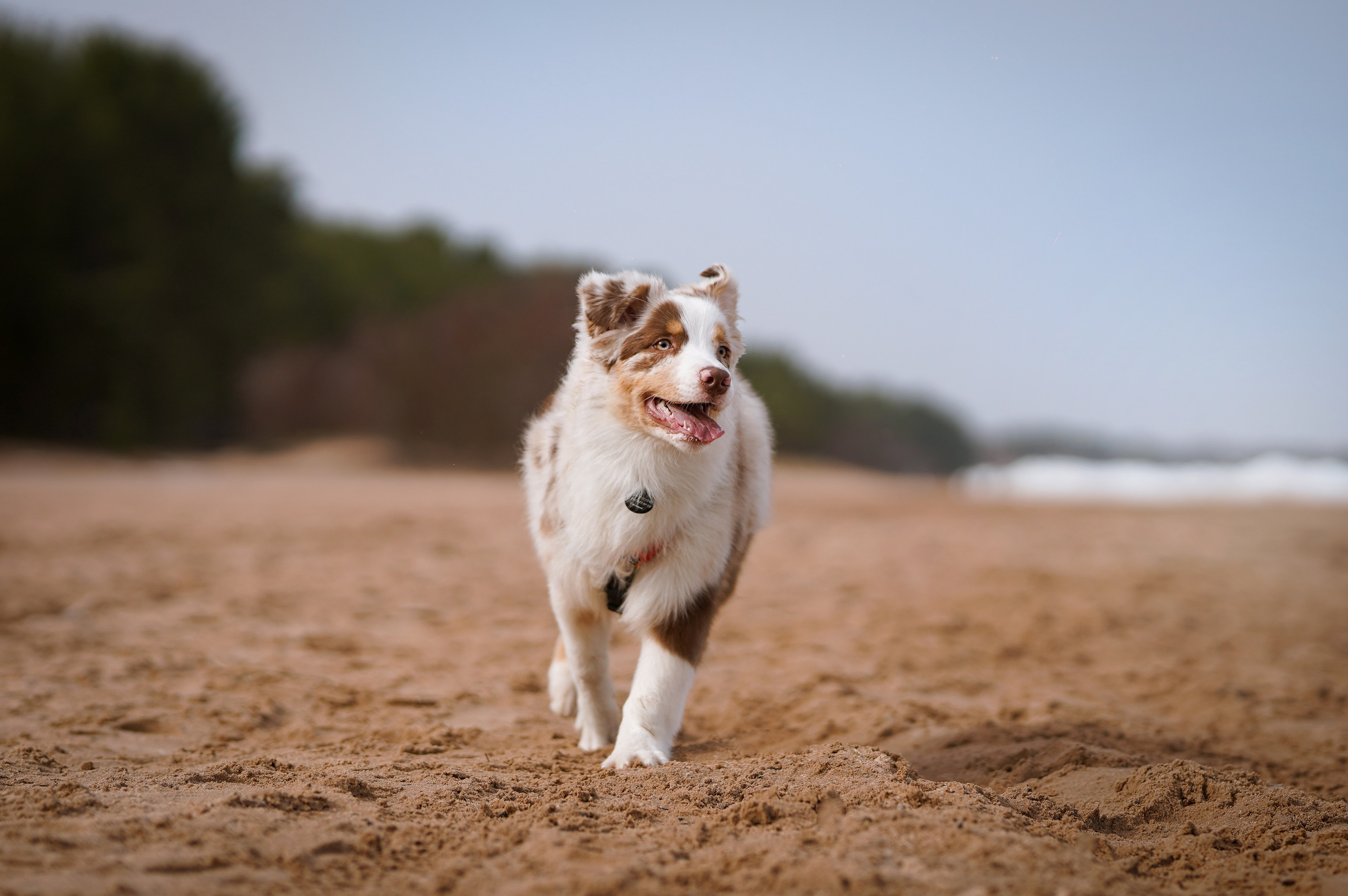 Аусси на Ладоге. Фотограф-анималист в Санкт-Петербурге Яна Мартынова