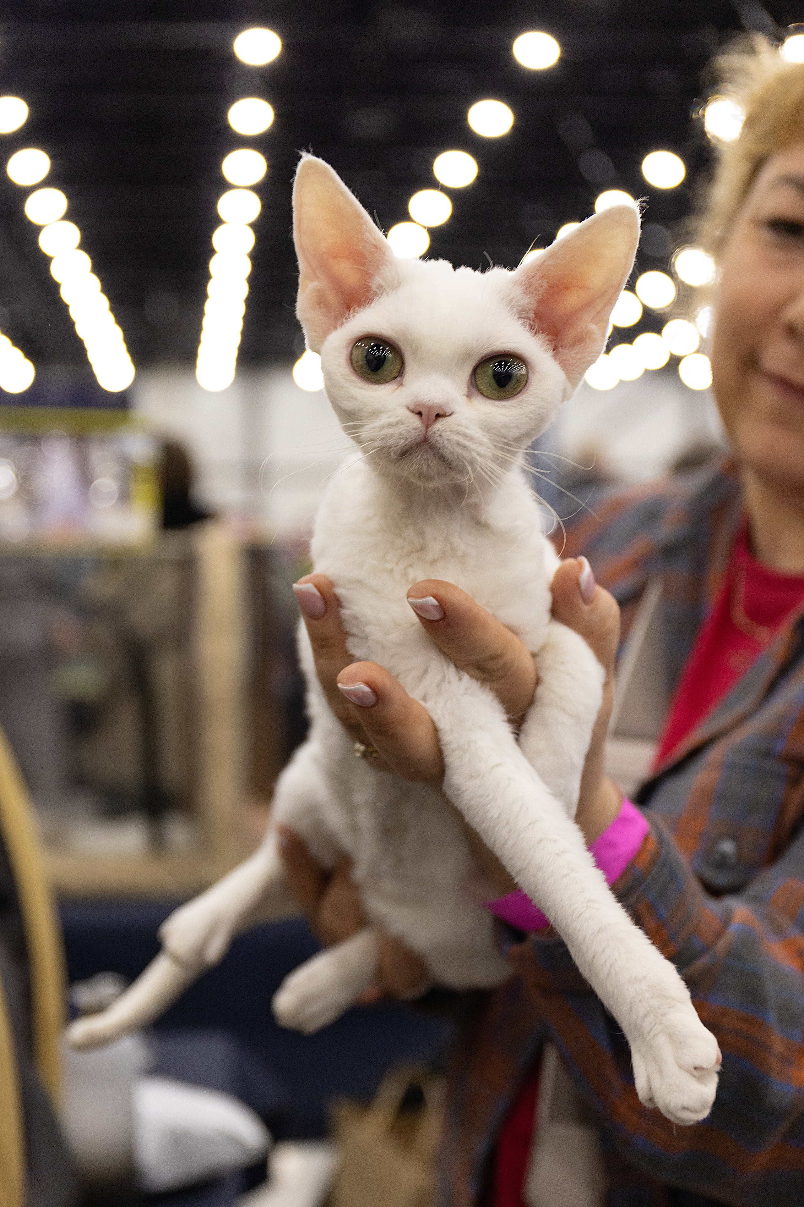 Анималистика