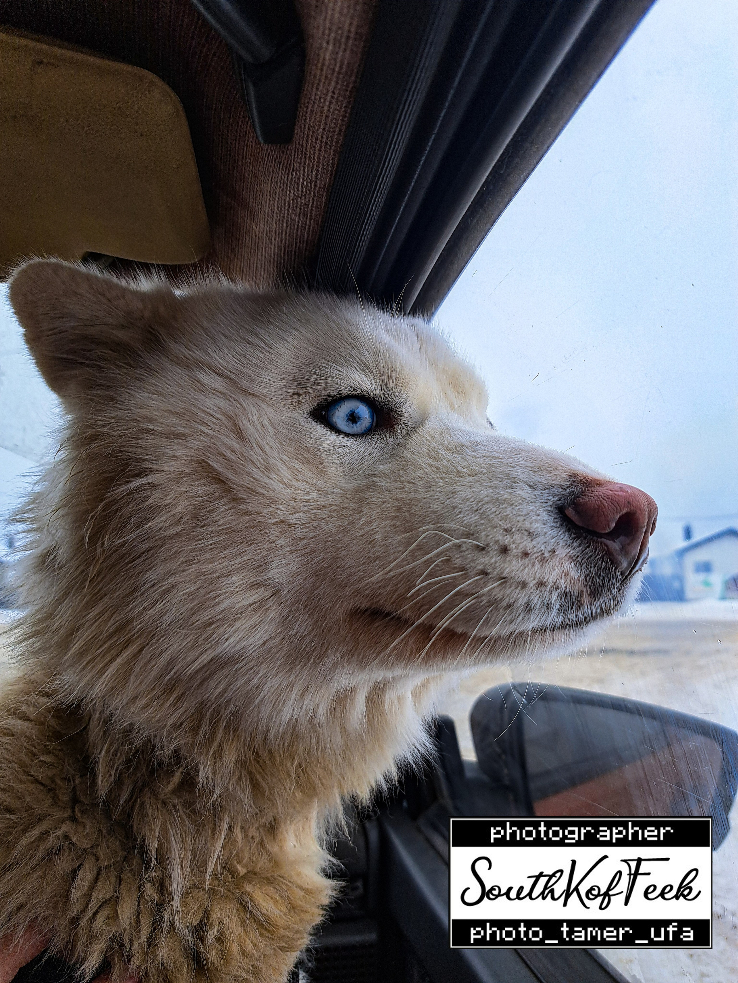 Фотосессии животных. Photo Tamer Ufa