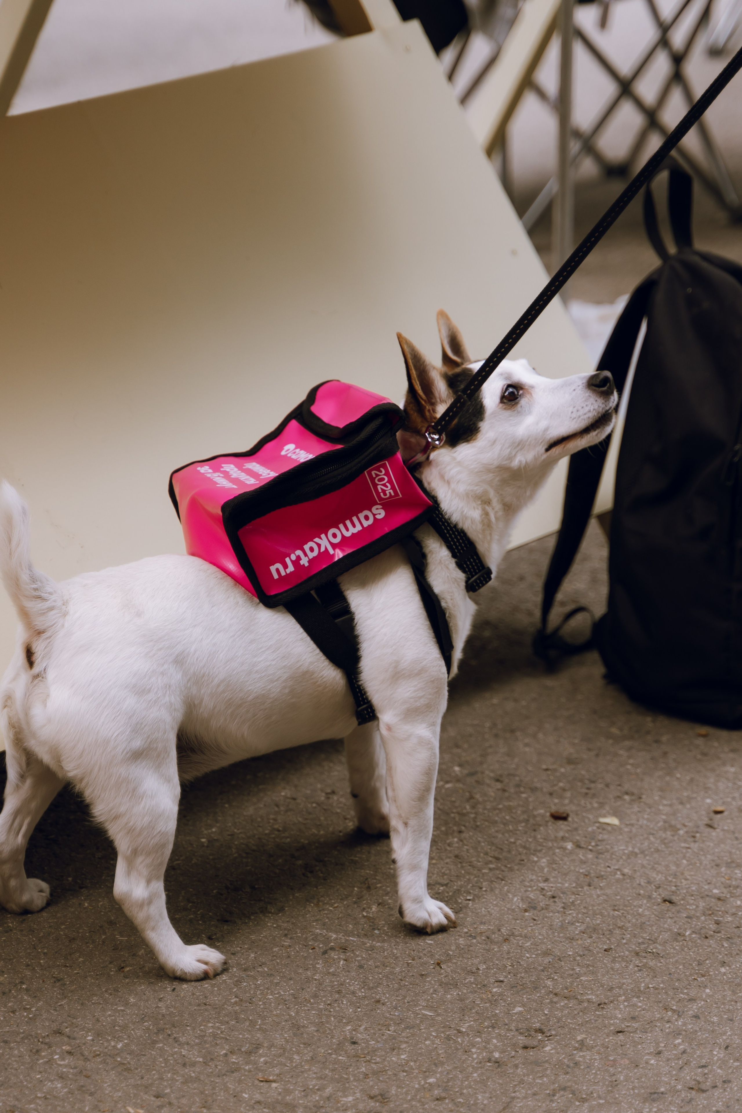 Площадка фестиваля «Мампус и его друзья» в Лесопарке 2025. Фотограф Надежда Погребняк | Рязань | Москва