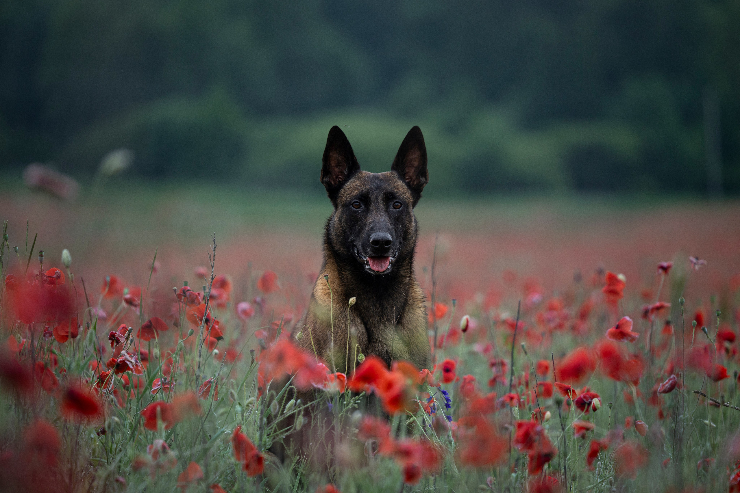 Маковое поле. Фотограф-анималист Анна Маринич
