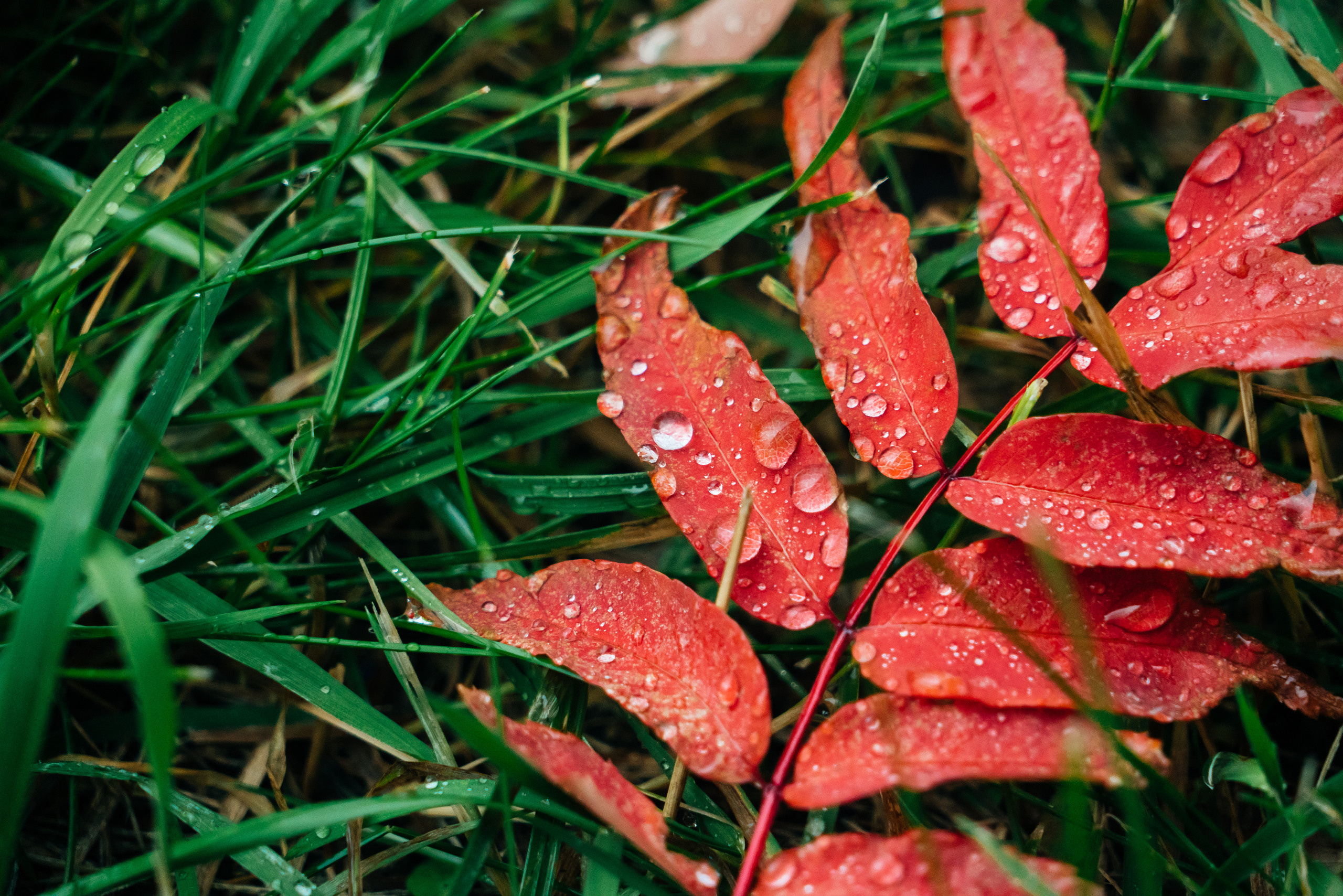 природа листья зелень осень