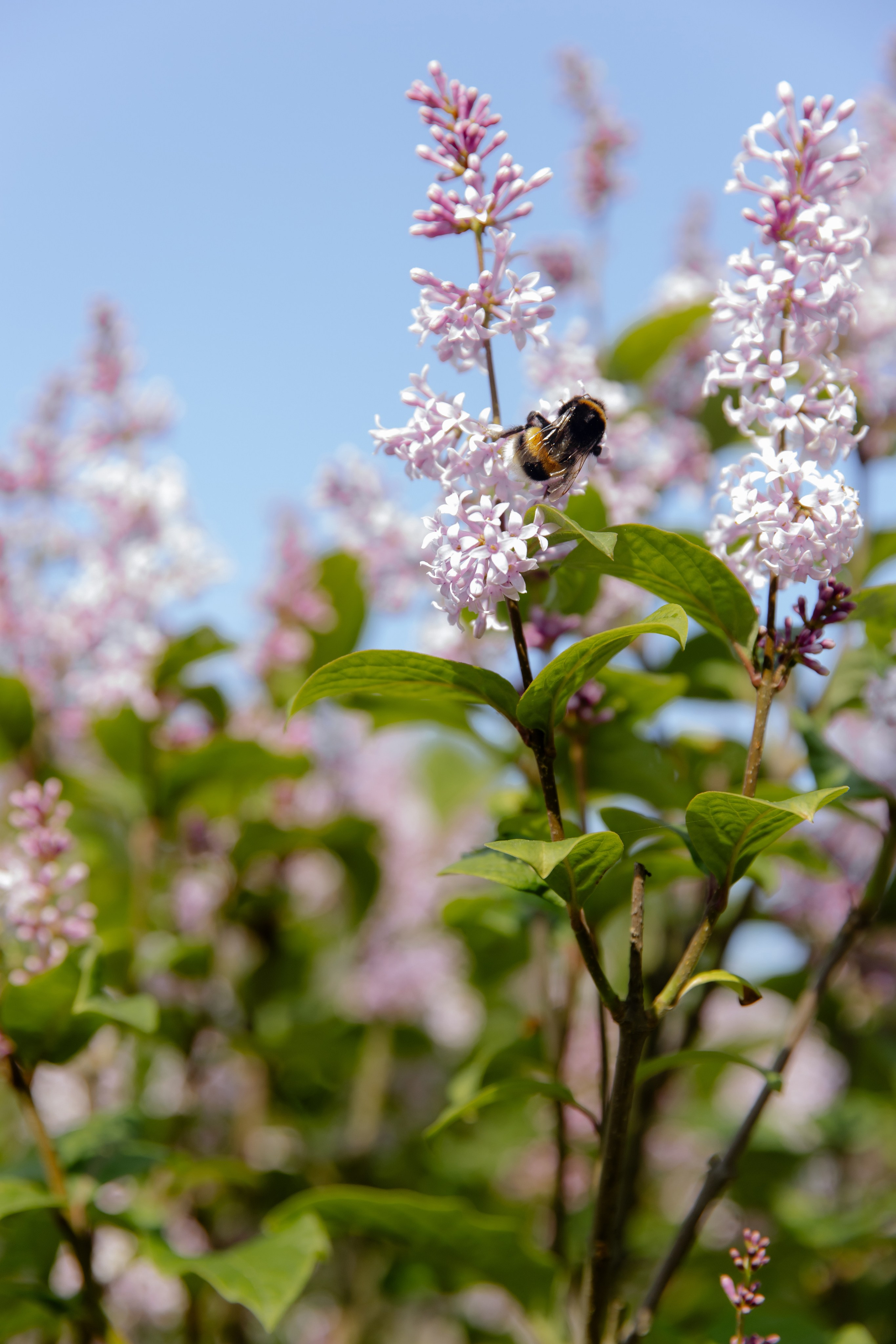 Свадебный день Саши и Лады. Свадебный фотограф Анна Бабахина