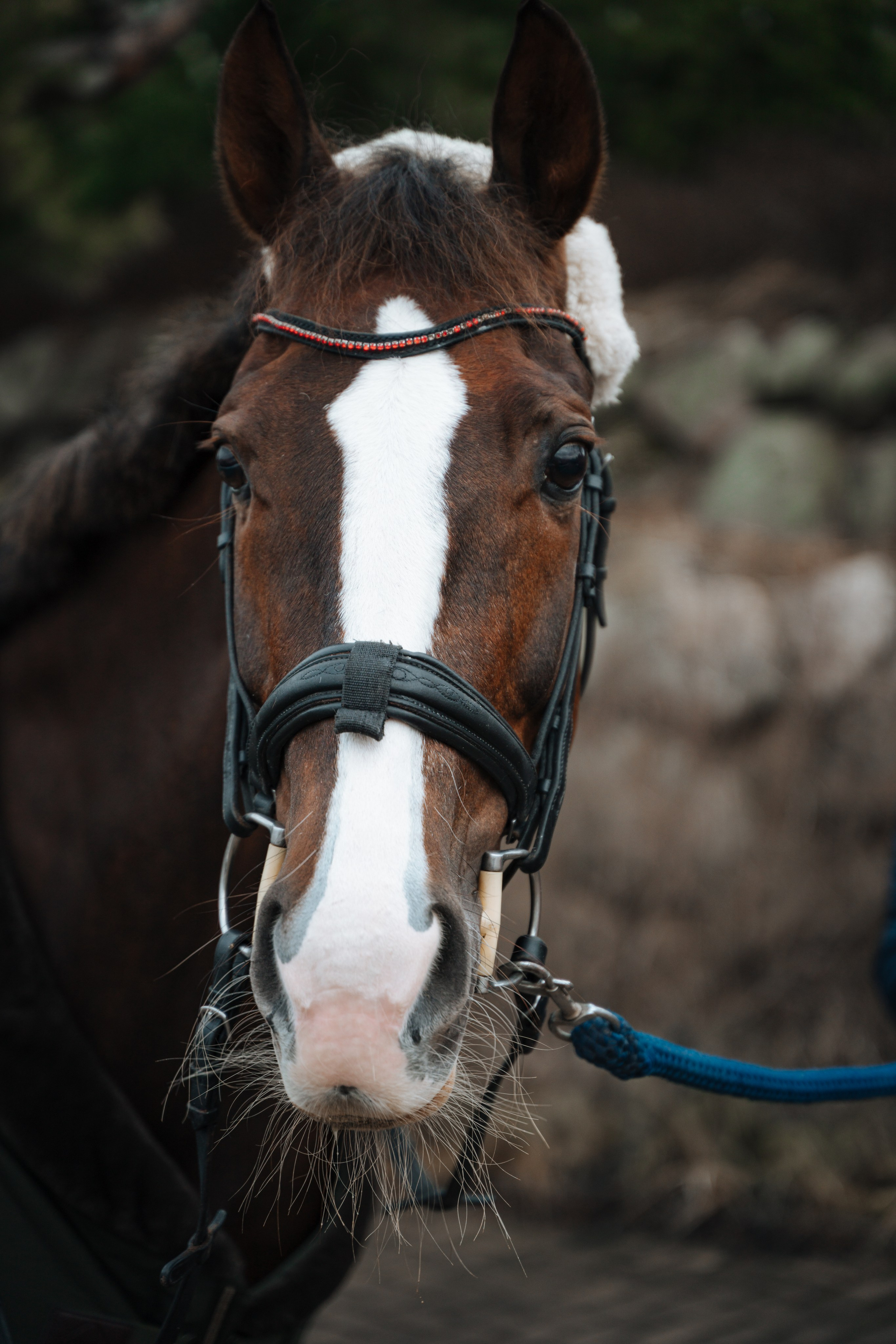 Евгения. Конный клуб. Портретный фотограф в Санкт-Петербурге Дмитриева Наталия