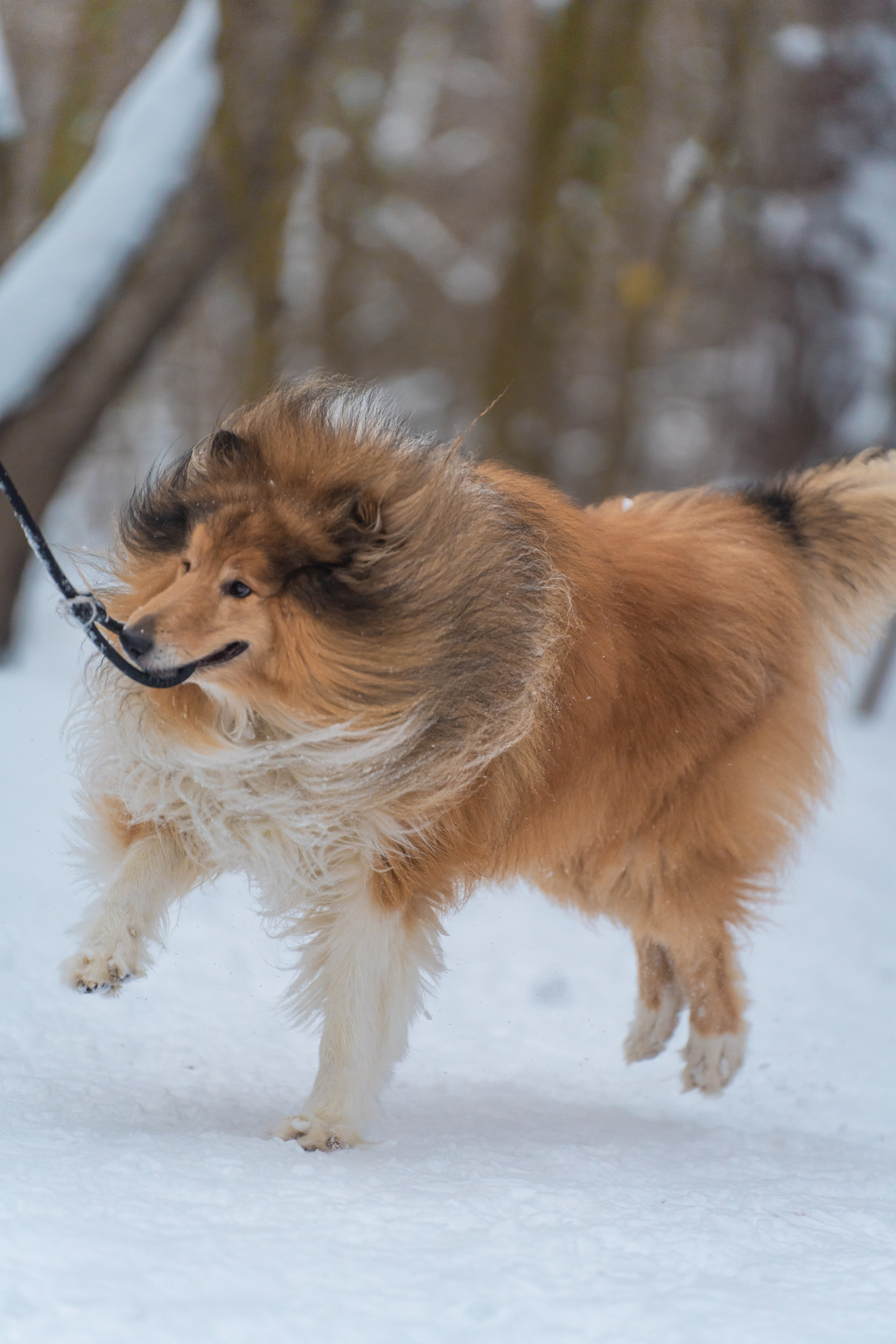 Елена, Виктор, Никита и колли Рафаэль. Фотограф в Москве Ленарская Дарья