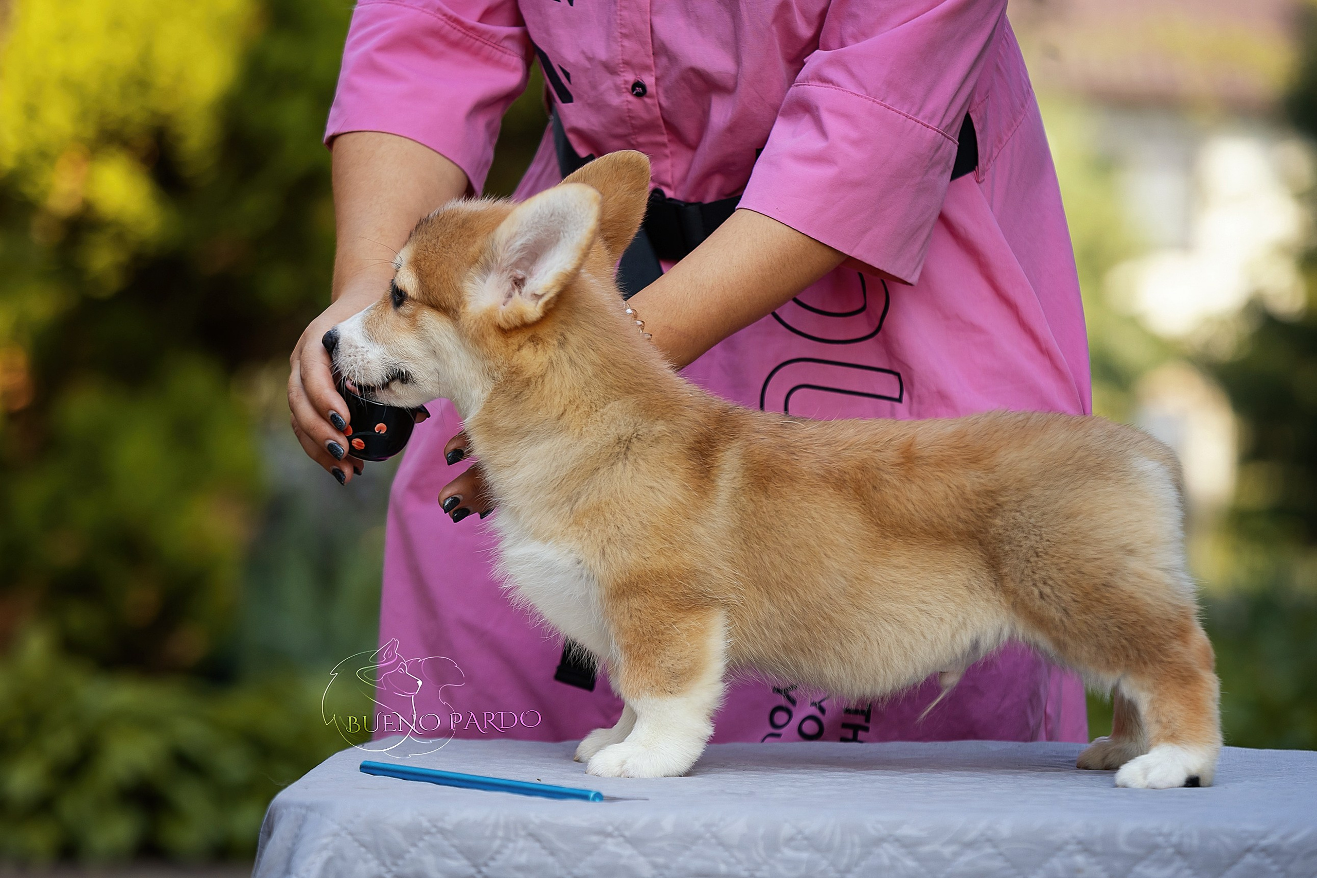 Щенки вельш корги пемброк из питомника. Питомник собак Акита, Хаски, Корги