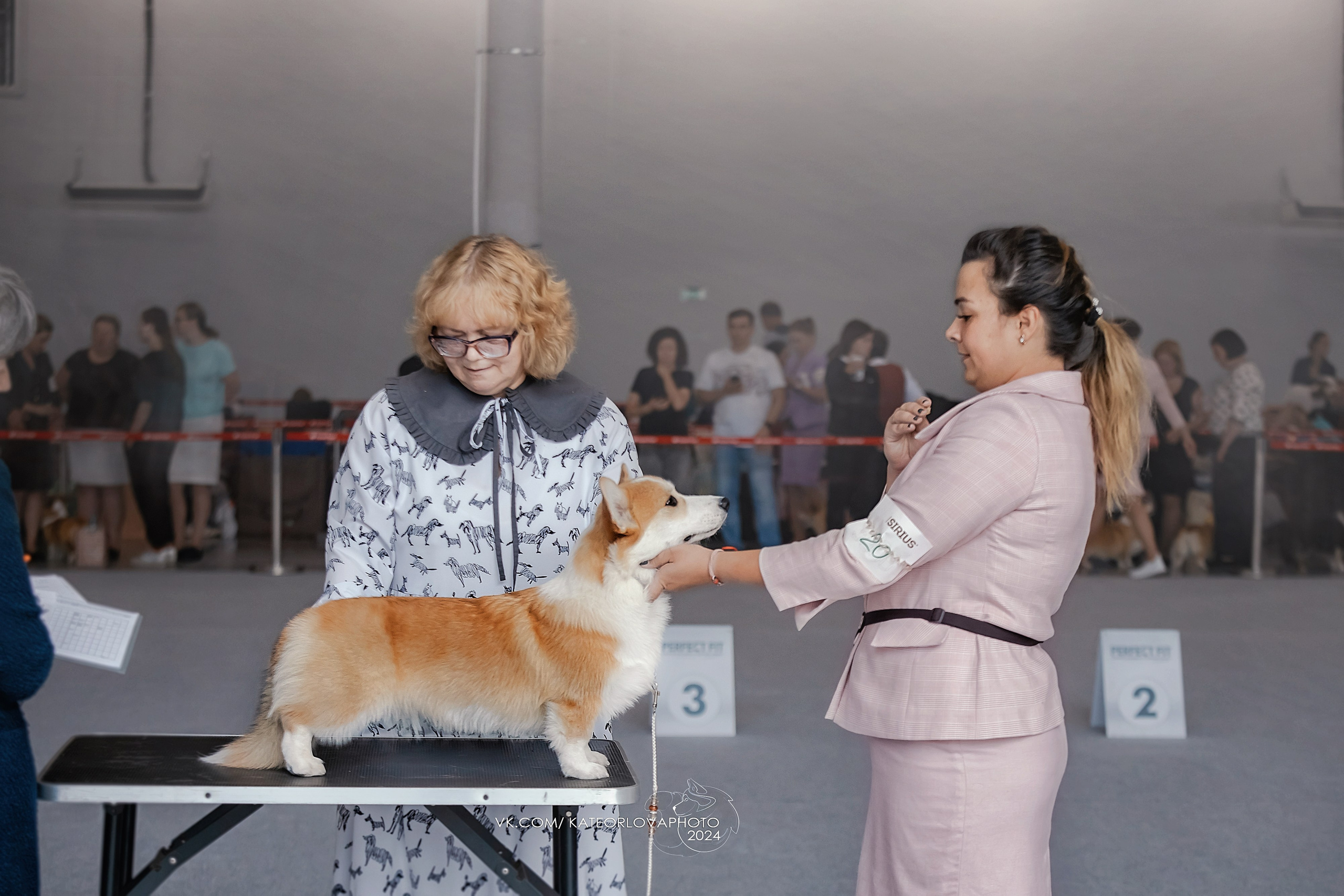 Фотосъемка собак, щенков, на выставках, фотограф анималист Россия воронеж. Питомник собак Акита, Хаски, Корги