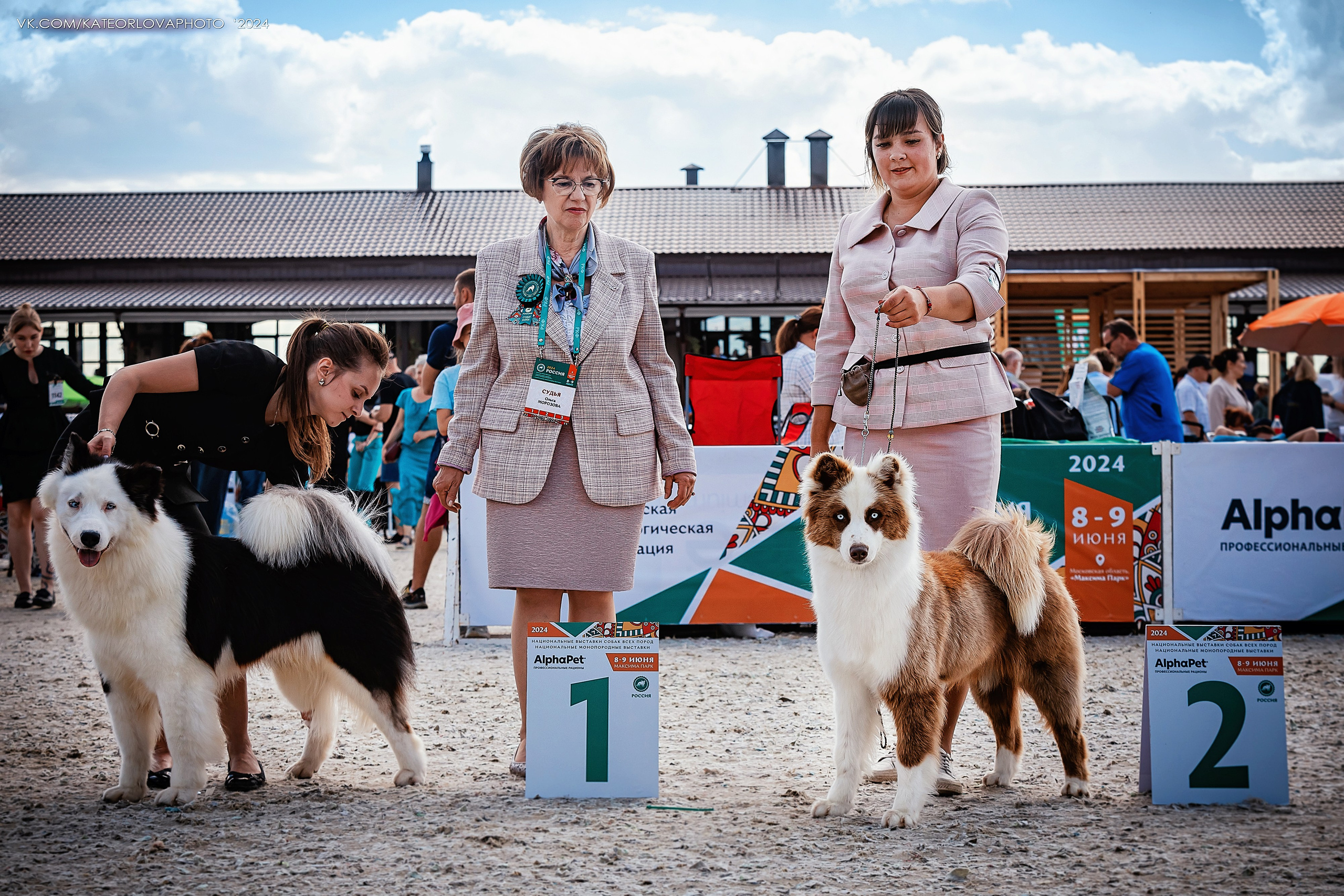 Фотосъемка собак, щенков, на выставках, фотограф анималист Россия воронеж. Питомник собак Акита, Хаски, Корги