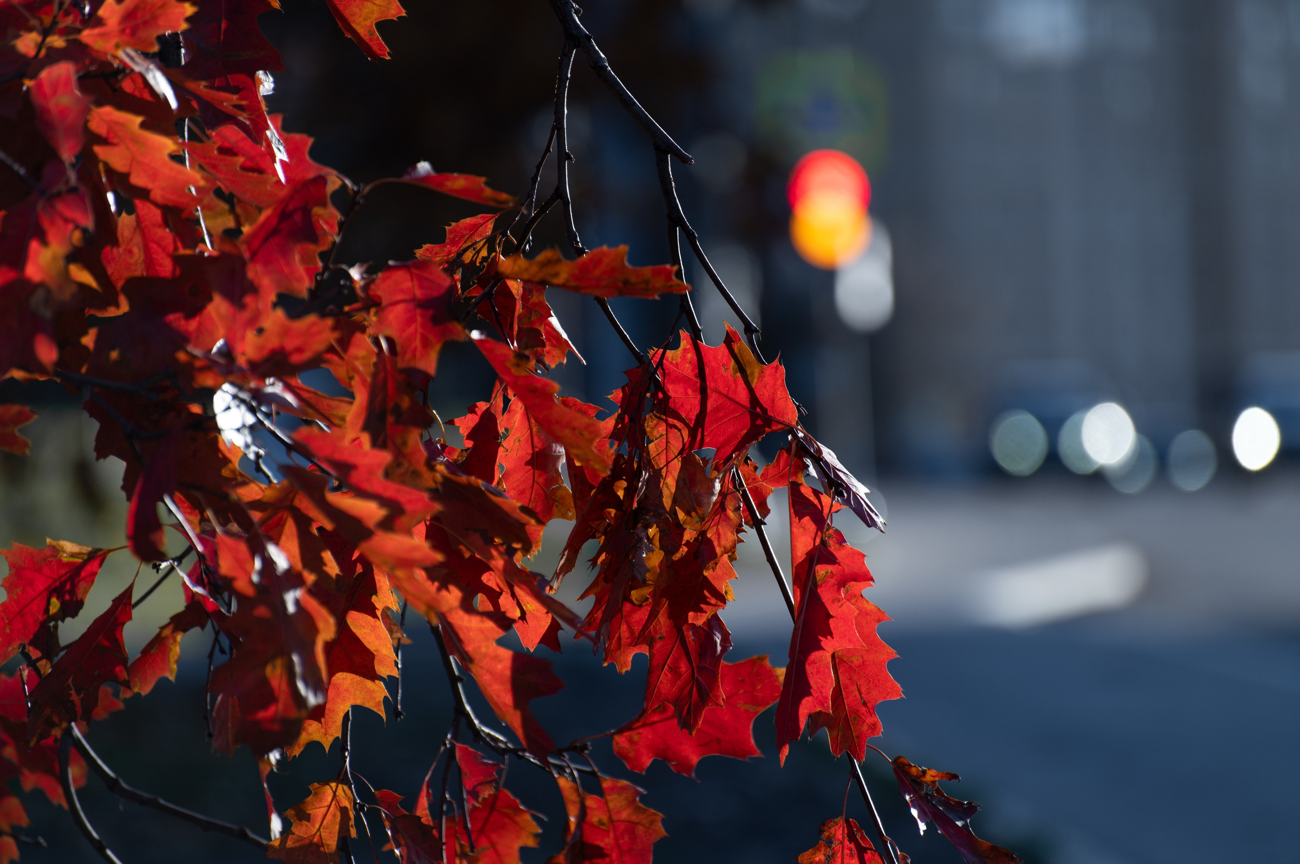 20241102 МГУ. Дмитрий Ремизов. Фотография, как хобби