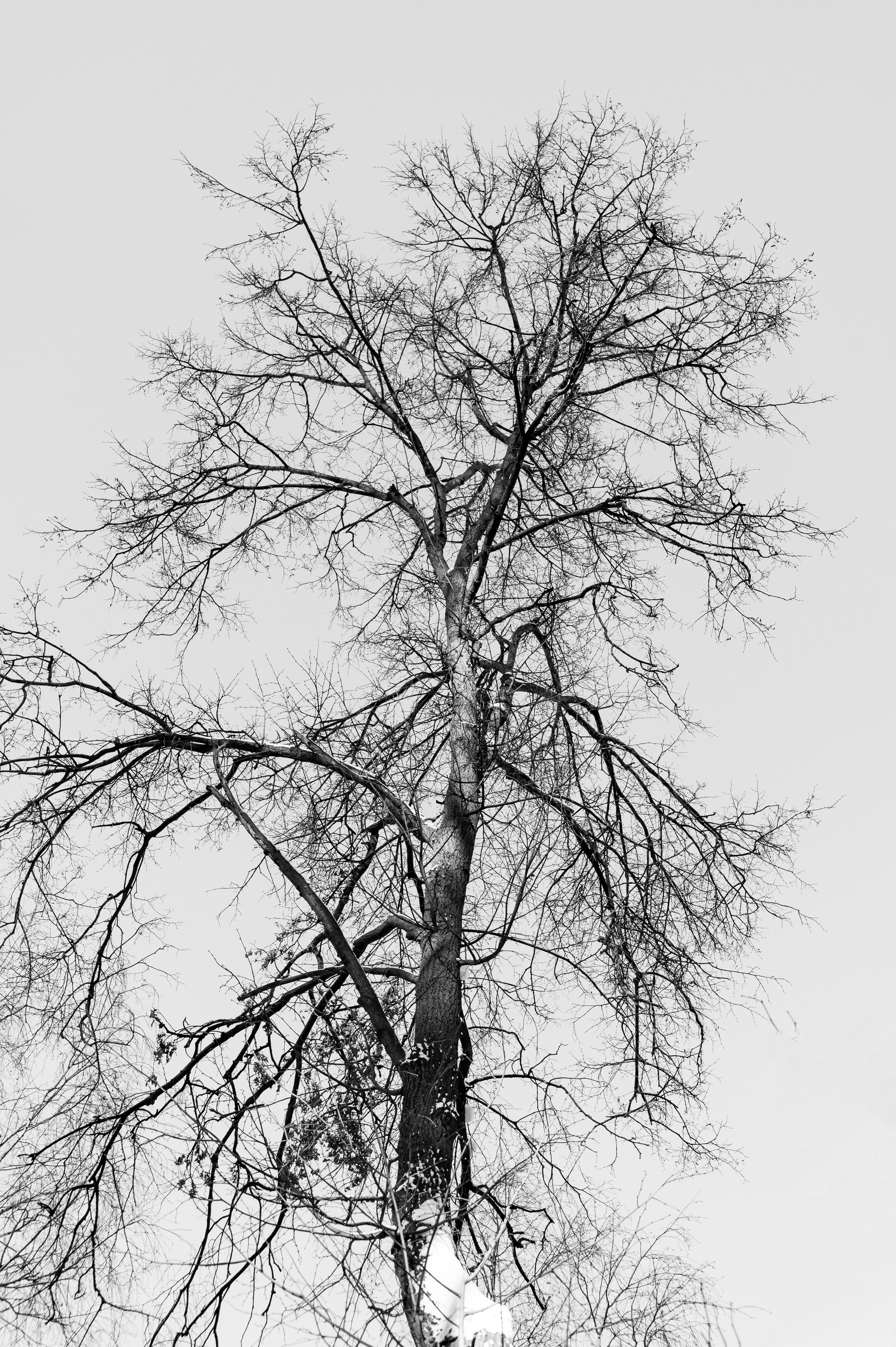 20240120 Воробьёвы горы. Дмитрий Ремизов. Фотография, как хобби