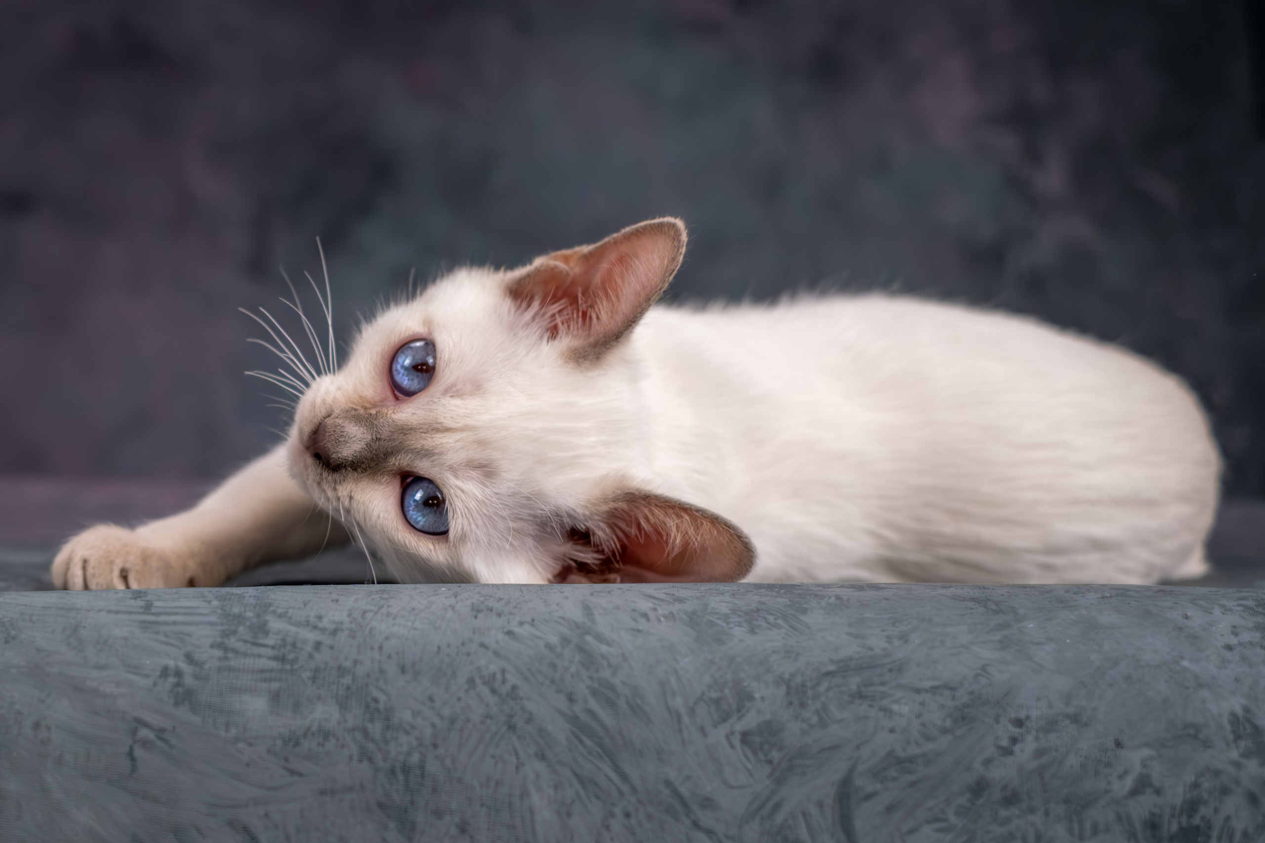 Тайские котята для Никиты и Ольги. Зоофотограф, фотограф животных в Москве и области Дина Дамоцева