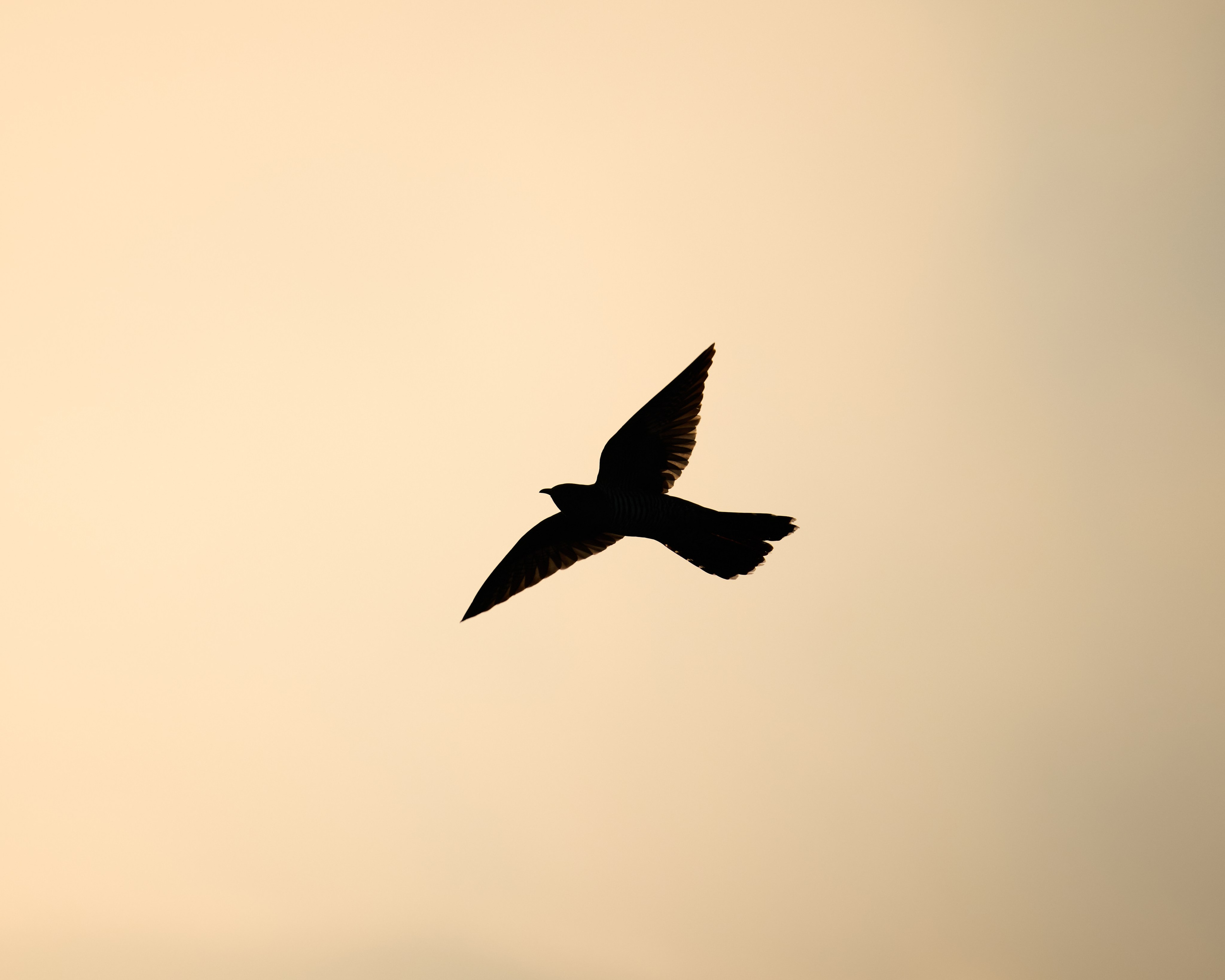 Voronezh 2026. Anton Chernov | Wildlife photographer