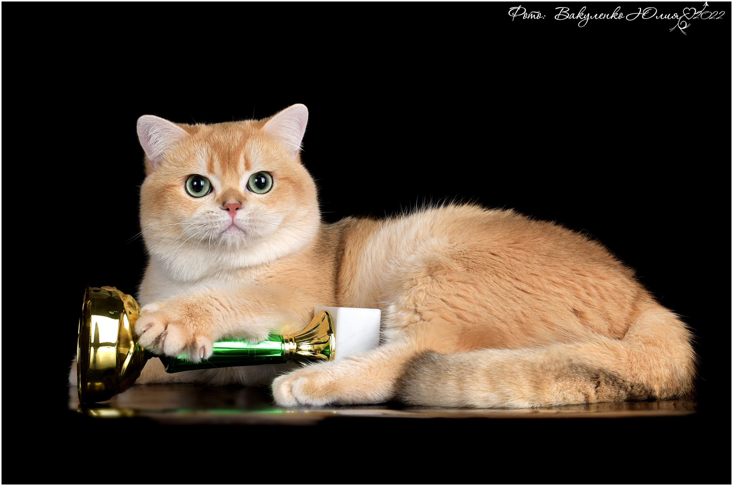 Взрослые. Фотограф анималист | семейный Юлия Вакуленко, г. Краснодар