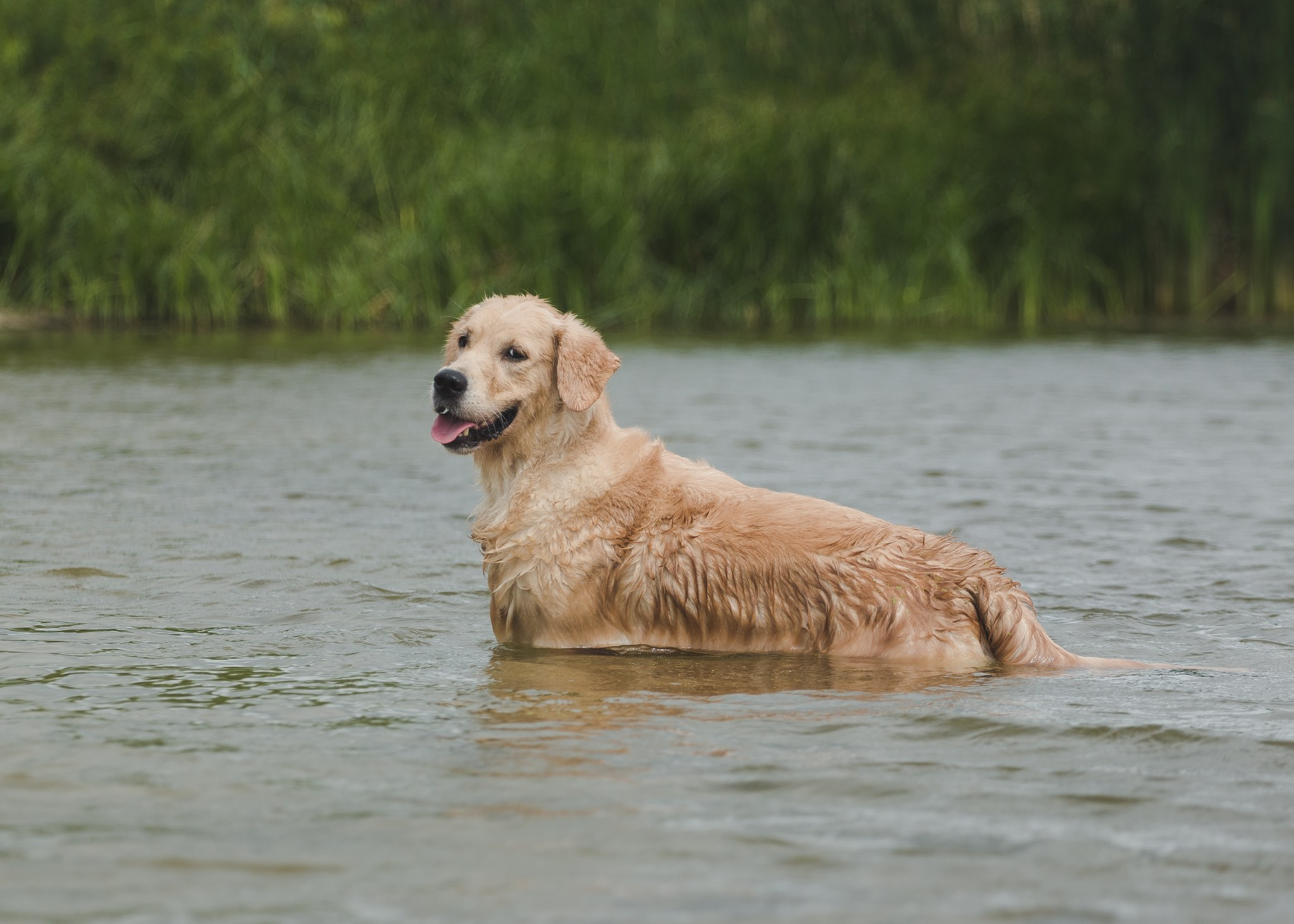Тея. Питомник Грааль Гардарика