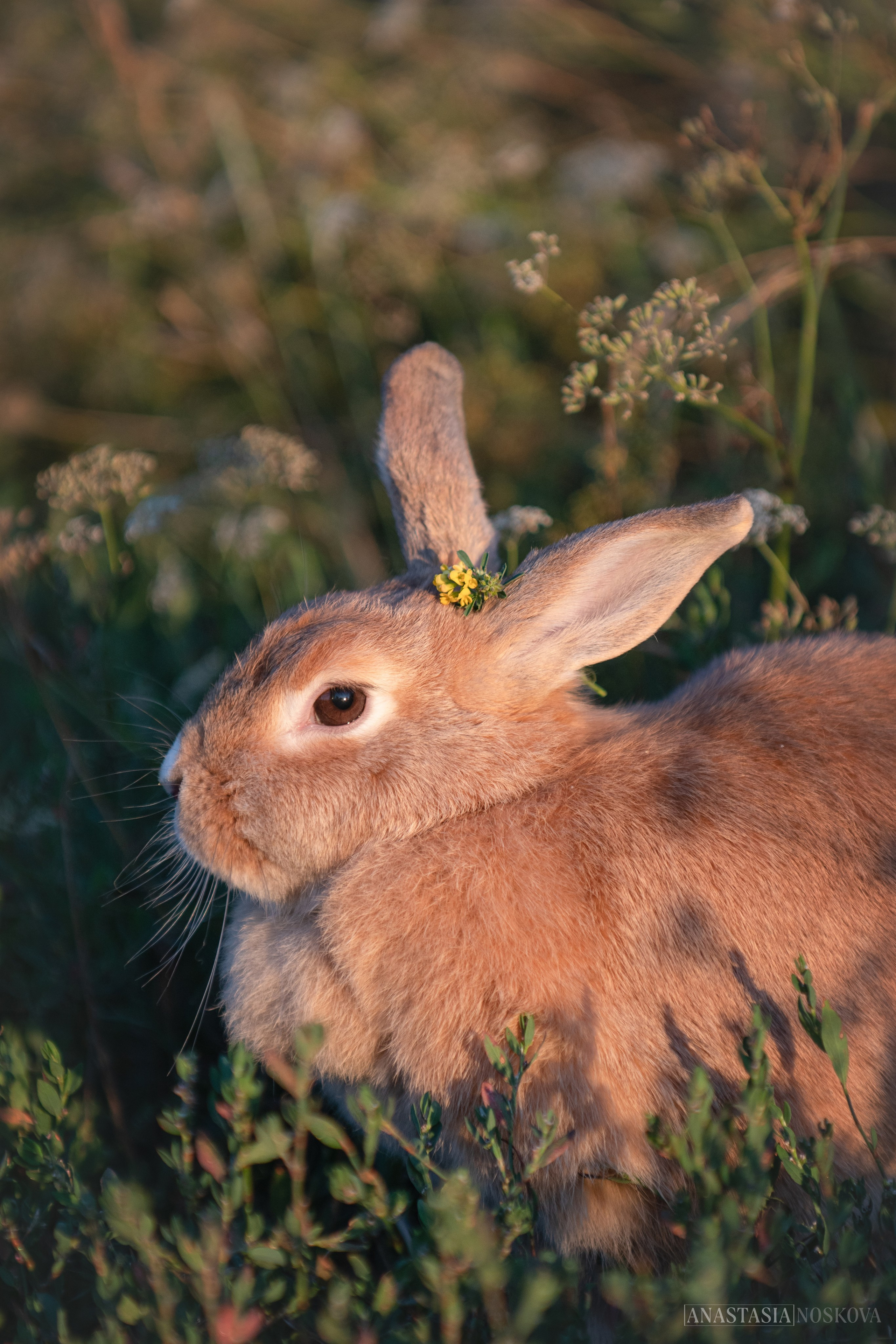 Елена и Персик