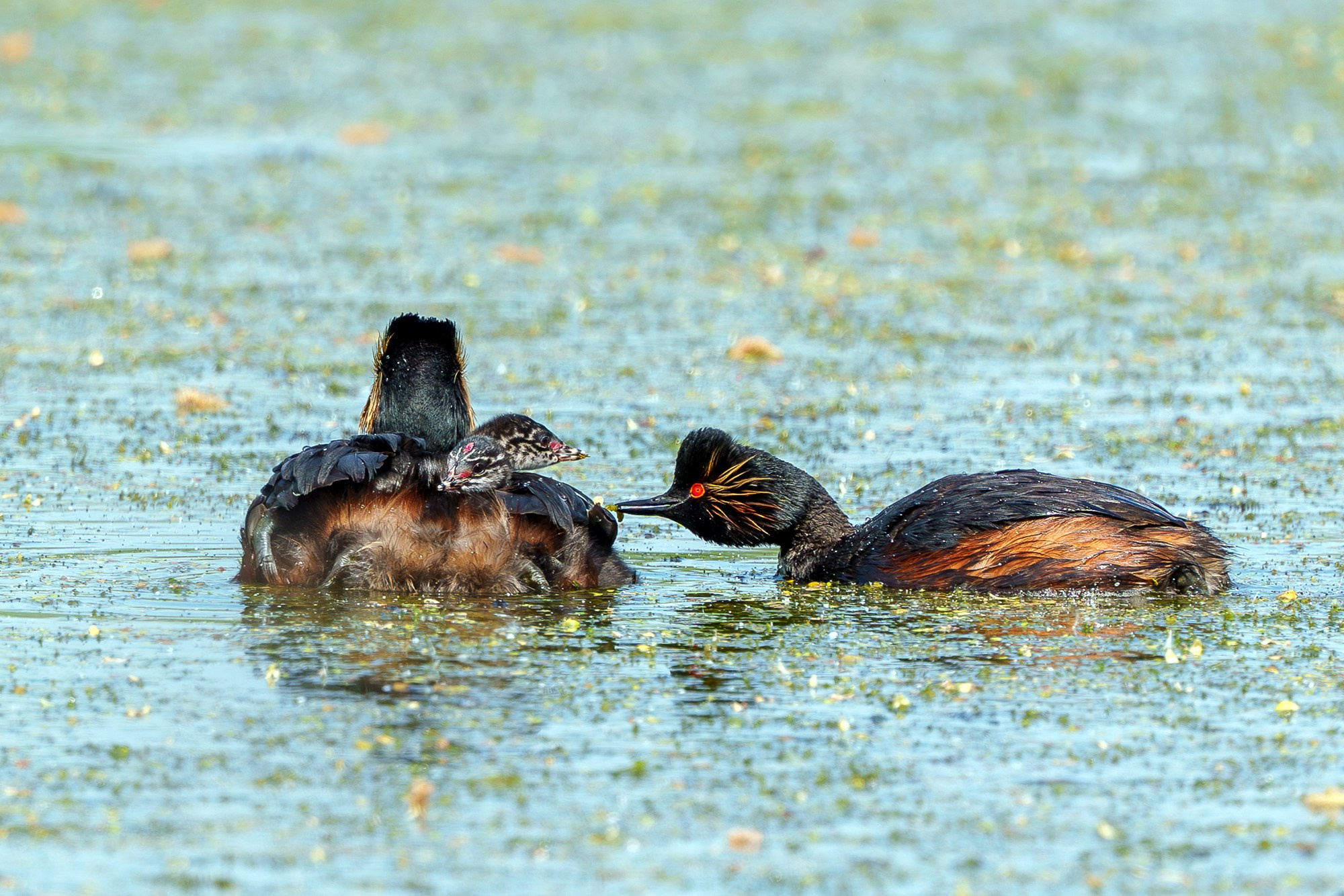 Удивительные мир птиц. Вокруг нас столько прекрасного — присмотритесь!. Ваш личный фотограф Марина Волкова